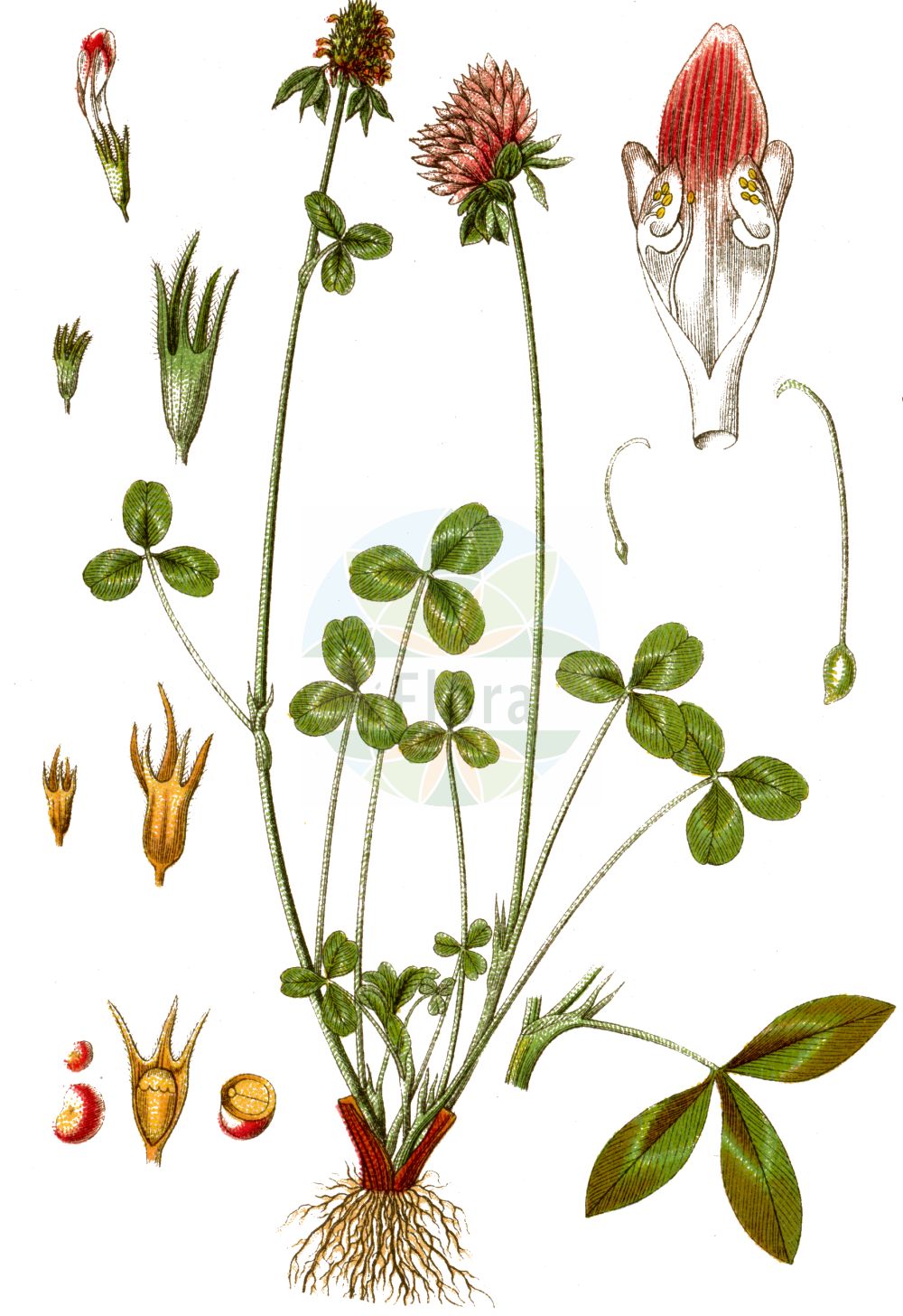 Historische Abbildung von Trifolium pratense (Rot-Klee - Red Clover). Das Bild zeigt Blatt, Bluete, Frucht und Same. ---- Historical Drawing of Trifolium pratense (Rot-Klee - Red Clover). The image is showing leaf, flower, fruit and seed.(Trifolium pratense,Rot-Klee,Red Clover,Trifolium borysthenicum,Trifolium bracteatum,Trifolium lenkoranicum,Trifolium pratense,Trifolium ukrainicum,Rot-Klee,Alpen-Rot-Klee,Strand-Rot-Klee,Red Clover,Purple Clover,Trifolium,Klee,Clover,Fabaceae,Schmetterlingsblütler,Pea family,Blatt,Bluete,Frucht,Same,leaf,flower,fruit,seed,Sturm (1796f))