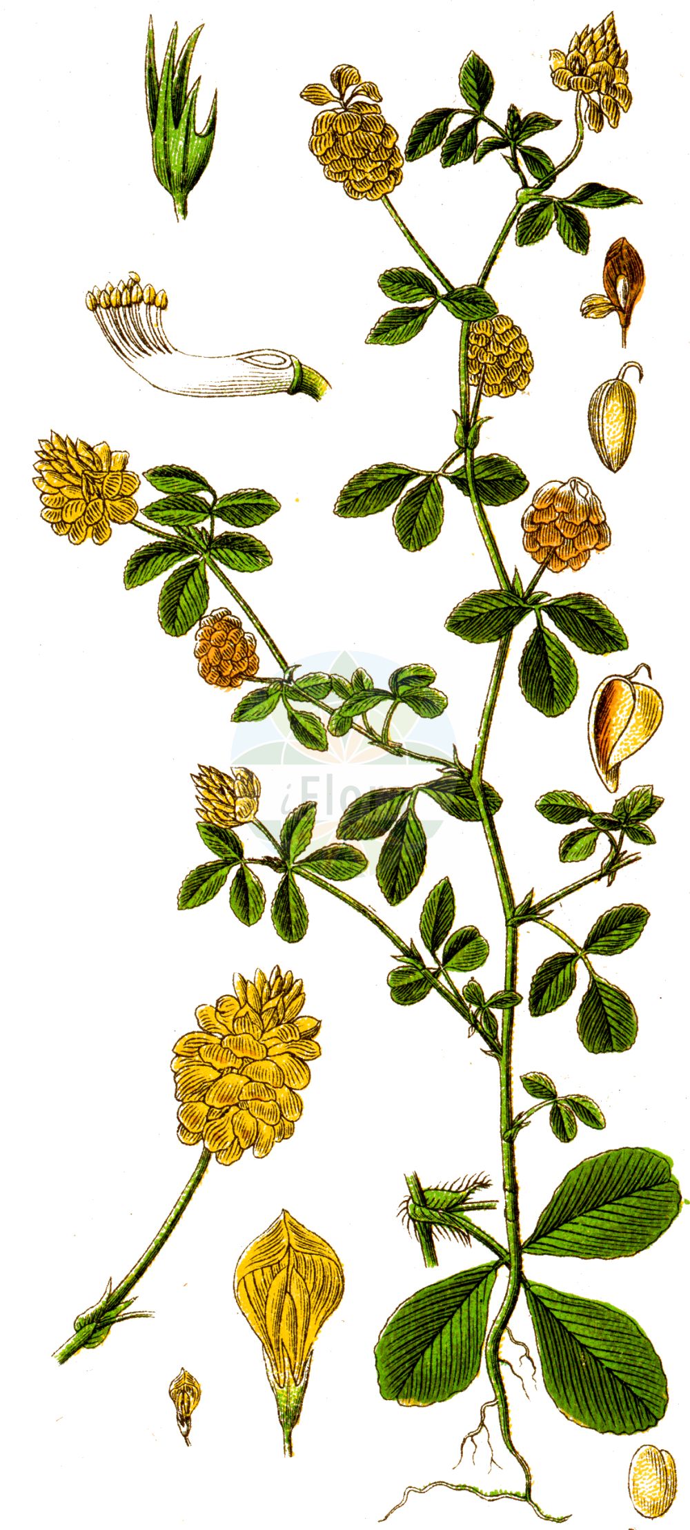 Historische Abbildung von Trifolium campestre (Feld-Klee - Hop Trefoil). Das Bild zeigt Blatt, Bluete, Frucht und Same. ---- Historical Drawing of Trifolium campestre (Feld-Klee - Hop Trefoil). The image is showing leaf, flower, fruit and seed.(Trifolium campestre,Feld-Klee,Hop Trefoil,Chrysaspis campestris,Trifolium agrarium,Trifolium campestre,Trifolium erythranthum,Trifolium karatavicum,Trifolium lagrangei,Trifolium procumbens,Trifolium pseudoprocumbens,Trifolium pumilum,Trifolium thionanthum,Feld-Klee,Gelber Acker-Klee,Hop Trefoil,Field Clover,Large Hop Clover,Trifolium,Klee,Clover,Fabaceae,Schmetterlingsblütler,Pea family,Blatt,Bluete,Frucht,Same,leaf,flower,fruit,seed,Sturm (1796f))
