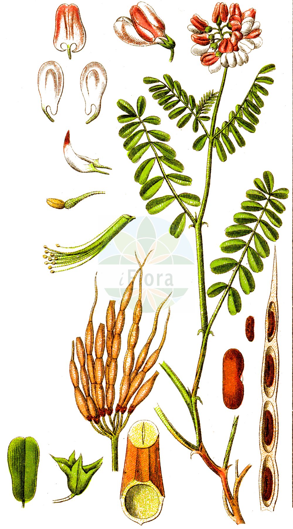 Historische Abbildung von Securigera varia (Bunte Kronwicke - Crown Vetch). Das Bild zeigt Blatt, Bluete, Frucht und Same. ---- Historical Drawing of Securigera varia (Bunte Kronwicke - Crown Vetch). The image is showing leaf, flower, fruit and seed.(Securigera varia,Bunte Kronwicke,Crown Vetch,Coronilla haussknechtii,Coronilla hirta,Coronilla varia,Securigera varia,Securigera varia subsp. orientalis,Bunte Kronwicke,Bunte Beilwicke,Buntkronwicke,Crown Vetch,Common Crown Vetch,Crown-vetch Coronilla,Penngift Crown Vetch,Trailing Crown Vetch,Securigera,Kronwicke,Crown Vetch,Fabaceae,Schmetterlingsblütler,Pea family,Blatt,Bluete,Frucht,Same,leaf,flower,fruit,seed,Sturm (1796f))