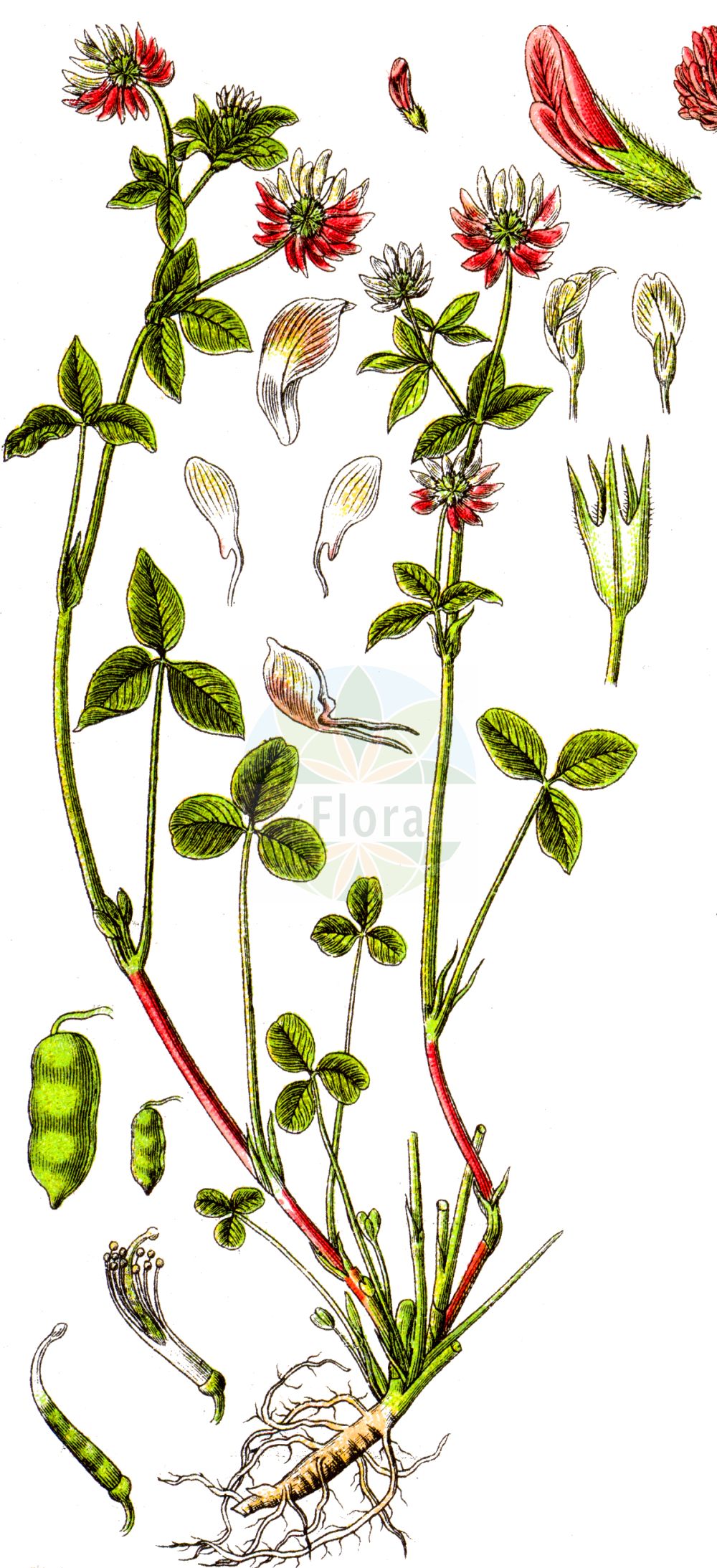 Historische Abbildung von Trifolium hybridum (Schweden-Klee - Alsike Clover). Das Bild zeigt Blatt, Bluete, Frucht und Same. ---- Historical Drawing of Trifolium hybridum (Schweden-Klee - Alsike Clover). The image is showing leaf, flower, fruit and seed.(Trifolium hybridum,Schweden-Klee,Alsike Clover,Amoria hybrida,Trifolium hybridum,Schweden-Klee,Gewoehnlicher Schweden-Klee,Niederliegender Schweden-Klee,Schoener Schweden-Klee,Alsike Clover,Hybrid Clover,Swedish Clover,Trifolium,Klee,Clover,Fabaceae,Schmetterlingsblütler,Pea family,Blatt,Bluete,Frucht,Same,leaf,flower,fruit,seed,Sturm (1796f))