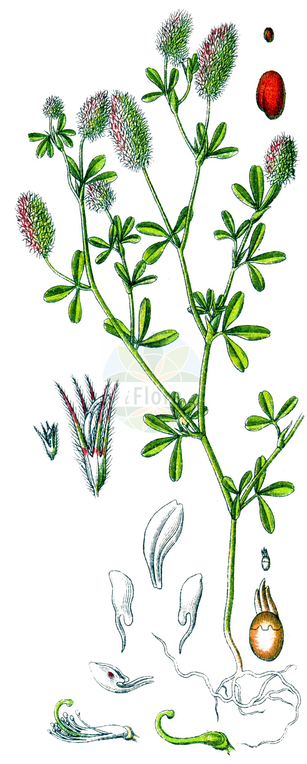 Historische Abbildung von Trifolium arvense (Hasen-Klee - Hare's-foot Clover). Das Bild zeigt Blatt, Bluete, Frucht und Same. ---- Historical Drawing of Trifolium arvense (Hasen-Klee - Hare's-foot Clover). The image is showing leaf, flower, fruit and seed.(Trifolium arvense,Hasen-Klee,Hare's-foot Clover,Trifolium agrestinum,Trifolium arenivagum,Trifolium arvense,Trifolium brachyodon,Trifolium brittingeri,Trifolium capitulatum,Trifolium eriocephalum,Trifolium gracile,Trifolium longisetum,Hasen-Klee,Acker-Klee,Katzen-Klee,Maeuse-Klee,Hare's-foot Clover,Hare's-foot Trefoil,Rabbit-foot Clover,Rabbit's Foot Clover,Stone Clover,Trifolium,Klee,Clover,Fabaceae,Schmetterlingsblütler,Pea family,Blatt,Bluete,Frucht,Same,leaf,flower,fruit,seed,Sturm (1796f))