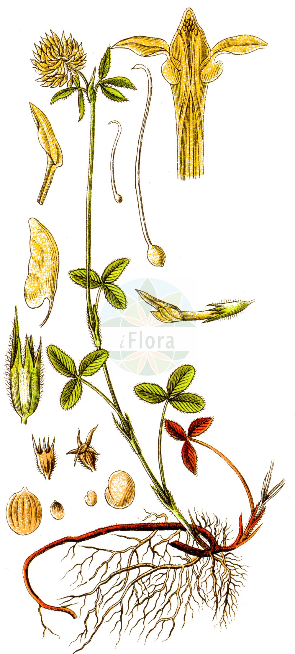 Historische Abbildung von Trifolium ochroleucon (Blaßgelber Klee - Sulphur Clover). Das Bild zeigt Blatt, Bluete, Frucht und Same. ---- Historical Drawing of Trifolium ochroleucon (Blaßgelber Klee - Sulphur Clover). The image is showing leaf, flower, fruit and seed.(Trifolium ochroleucon,Blaßgelber Klee,Sulphur Clover,Trifolium ochroleucon,Trifolium pallidulum,Trifolium roseum,Blassgelber Klee,Gelblichweisser Klee,Sulphur Clover,Trifolium,Klee,Clover,Fabaceae,Schmetterlingsblütler,Pea family,Blatt,Bluete,Frucht,Same,leaf,flower,fruit,seed,Sturm (1796f))