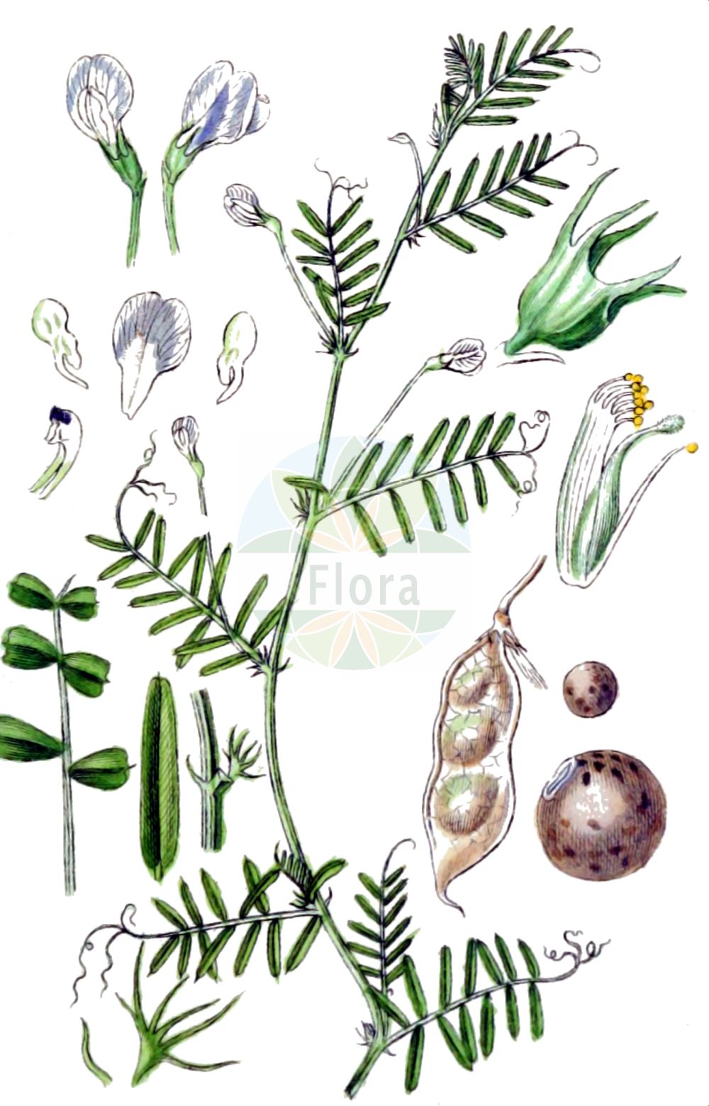 Historische Abbildung von Vicia articulata (Einblütige Wicke - Oneflower Vetch). Das Bild zeigt Blatt, Bluete, Frucht und Same. ---- Historical Drawing of Vicia articulata (Einblütige Wicke - Oneflower Vetch). The image is showing leaf, flower, fruit and seed.(Vicia articulata,Einblütige Wicke,Oneflower Vetch,Cracca monanthos,Ervum monanthos,Lens monantha,Vicia articulata,Vicia monanthos,Vicia multifida,Vicia smyrnaea,Einbluetige Wicke,Oneflower Vetch,One-flowered Vetch,One-flower Tare,Single-flowered Vetch,Vicia,Wicke,Vetch,Fabaceae,Schmetterlingsblütler,Pea family,Blatt,Bluete,Frucht,Same,leaf,flower,fruit,seed,Sturm (1796f))