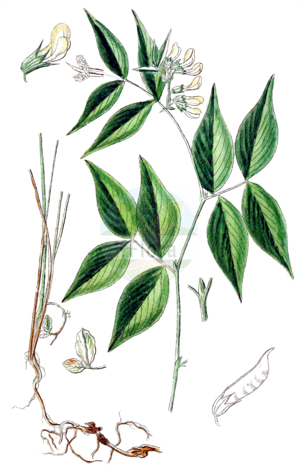 Historische Abbildung von Vicia oroboides (Walderbsen-Wicke - Pale Vetch). Das Bild zeigt Blatt, Bluete, Frucht und Same. ---- Historical Drawing of Vicia oroboides (Walderbsen-Wicke - Pale Vetch). The image is showing leaf, flower, fruit and seed.(Vicia oroboides,Walderbsen-Wicke,Pale Vetch,Vicia oroboides,Walderbsen-Wicke,Pale Vetch,Vicia,Wicke,Vetch,Fabaceae,Schmetterlingsblütler,Pea family,Blatt,Bluete,Frucht,Same,leaf,flower,fruit,seed,Sturm (1796f))