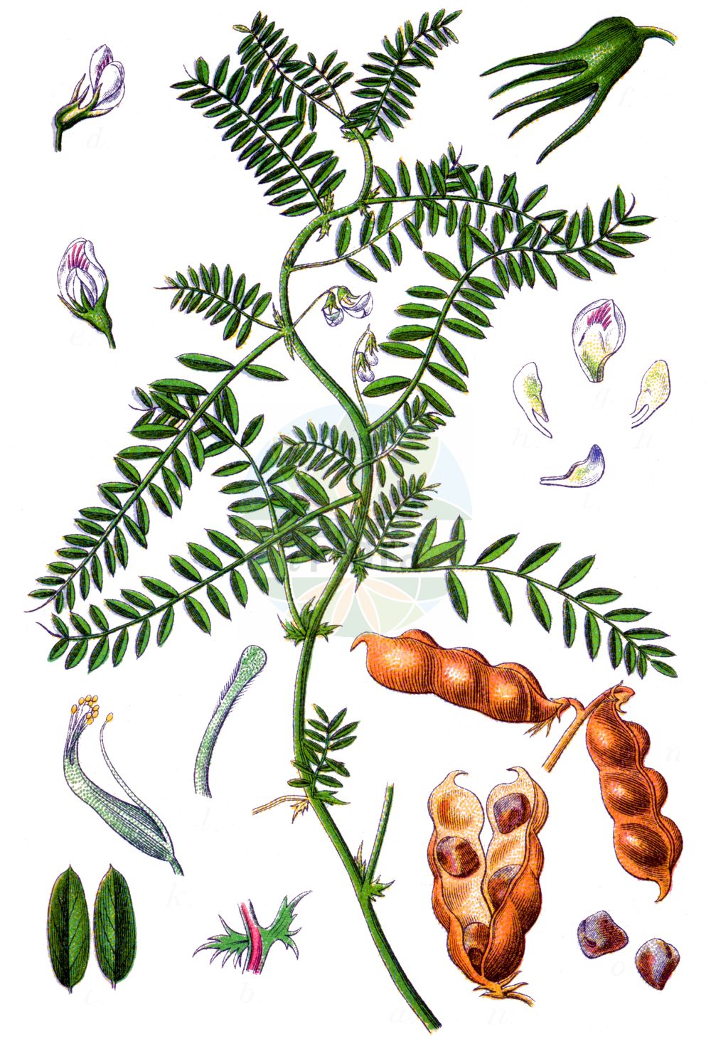 Historische Abbildung von Vicia ervilia. Das Bild zeigt Blatt, Bluete, Frucht und Same. ---- Historical Drawing of Vicia ervilia. The image is showing leaf, flower, fruit and seed.(Vicia ervilia,Ervilia sativa,Ervum ervilia,Lens pygmaea,Vicia ervilia,Vicia,Wicke,Vetch,Fabaceae,Schmetterlingsblütler,Pea family,Blatt,Bluete,Frucht,Same,leaf,flower,fruit,seed,Sturm (1796f))