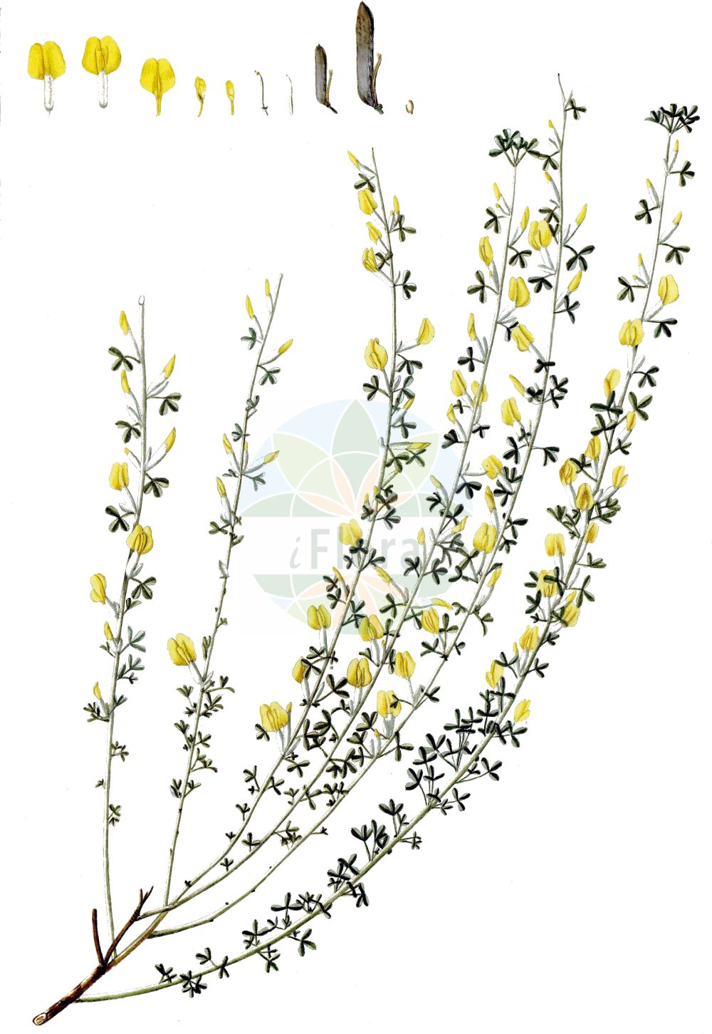 Historische Abbildung von Cytisus ratisbonensis (Regensburger Geißklee - Eastern Dwarf Broom). Das Bild zeigt Blatt, Bluete, Frucht und Same. ---- Historical Drawing of Cytisus ratisbonensis (Regensburger Geißklee - Eastern Dwarf Broom). The image is showing leaf, flower, fruit and seed.(Cytisus ratisbonensis,Regensburger Geißklee,Eastern Dwarf Broom,Chamaecytisus ratisbonensis,Cytisus biflorus,Cytisus lithuanicus,Cytisus pubescens,Cytisus ratisbonensis,Regensburger Geissklee,Eastern Dwarf Broom,Cytisus,Geißklee,Broom,Fabaceae,Schmetterlingsblütler,Pea family,Blatt,Bluete,Frucht,Same,leaf,flower,fruit,seed,Waldstein-Wartenberg & Kitaibel (1799-1812))