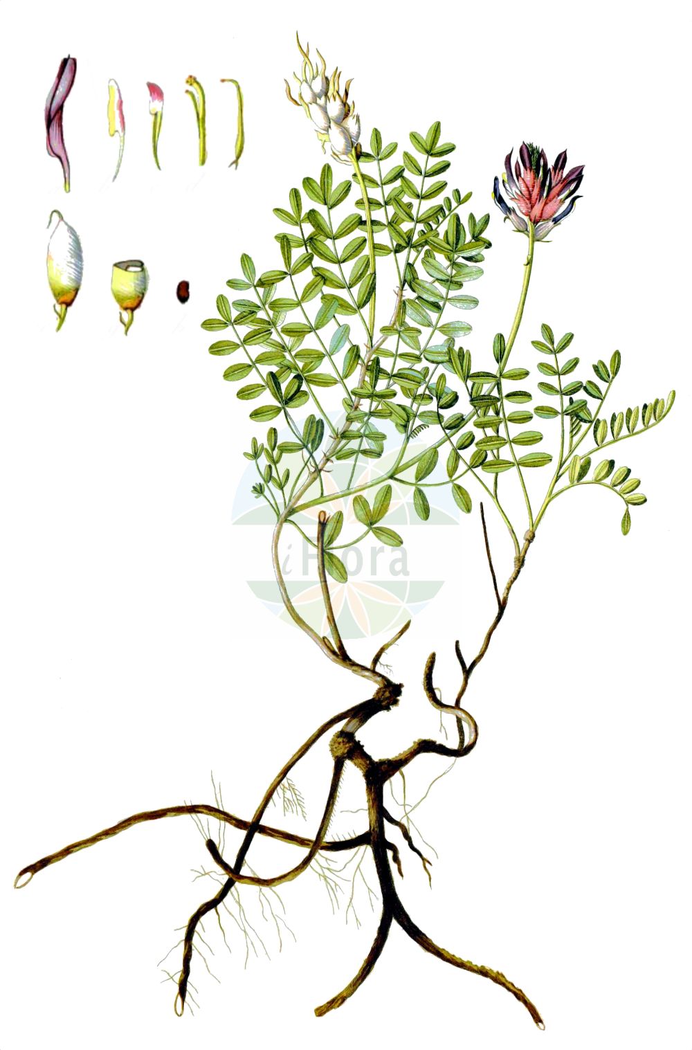 Historische Abbildung von Astragalus vesicarius. Das Bild zeigt Blatt, Bluete, Frucht und Same. ---- Historical Drawing of Astragalus vesicarius. The image is showing leaf, flower, fruit and seed.(Astragalus vesicarius,Astragalus vesicarius,Astragalus,Tragant,Milkvetch,Fabaceae,Schmetterlingsblütler,Pea family,Blatt,Bluete,Frucht,Same,leaf,flower,fruit,seed,Waldstein-Wartenberg & Kitaibel (1799-1812))