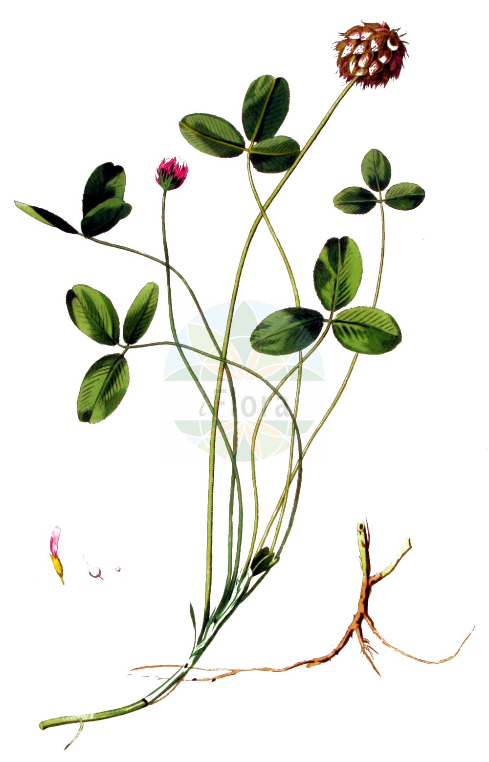 Historische Abbildung von Trifolium fragiferum (Erdbeer-Klee - Strawberry Clover). Das Bild zeigt Blatt, Bluete, Frucht und Same. ---- Historical Drawing of Trifolium fragiferum (Erdbeer-Klee - Strawberry Clover). The image is showing leaf, flower, fruit and seed.(Trifolium fragiferum,Erdbeer-Klee,Strawberry Clover,Amoria fragifera,Galearia fragifera,Trifolium fragiferum,Erdbeer-Klee,Strawberry Clover,Trifolium,Klee,Clover,Fabaceae,Schmetterlingsblütler,Pea family,Blatt,Bluete,Frucht,Same,leaf,flower,fruit,seed,Kops (1800-1934))