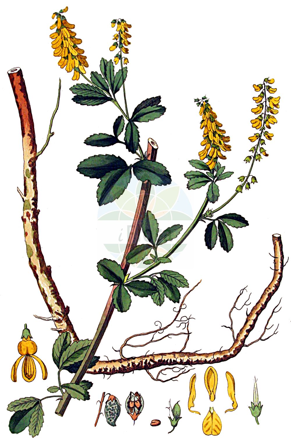 Historische Abbildung von Melilotus officinalis (Gewöhnlicher Steinklee - Ribbed Melilot). Das Bild zeigt Blatt, Bluete, Frucht und Same. ---- Historical Drawing of Melilotus officinalis (Gewöhnlicher Steinklee - Ribbed Melilot). The image is showing leaf, flower, fruit and seed.(Melilotus officinalis,Gewöhnlicher Steinklee,Ribbed Melilot,Medicago officinalis,Melilotus arenarius,Melilotus arvensis,Melilotus melilotus-officinalis,Melilotus neglectus,Melilotus officinalis,Melilotus pallidus,Melilotus petitpierreanus,Trifolium melilotus-officinalis,Trifolium officinale,Gewoehnlicher Steinklee,Ribbed Melilot,Common Melilot,Field Melilot,Yellow Sweetclover,Melilotus,Steinklee,Sweetclover,Fabaceae,Schmetterlingsblütler,Pea family,Blatt,Bluete,Frucht,Same,leaf,flower,fruit,seed,Kops (1800-1934))