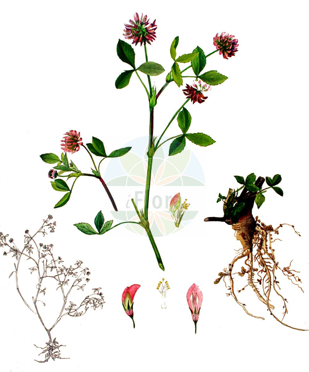 Historische Abbildung von Trifolium hybridum (Schweden-Klee - Alsike Clover). Das Bild zeigt Blatt, Bluete, Frucht und Same. ---- Historical Drawing of Trifolium hybridum (Schweden-Klee - Alsike Clover). The image is showing leaf, flower, fruit and seed.(Trifolium hybridum,Schweden-Klee,Alsike Clover,Amoria hybrida,Trifolium hybridum,Schweden-Klee,Gewoehnlicher Schweden-Klee,Niederliegender Schweden-Klee,Schoener Schweden-Klee,Alsike Clover,Hybrid Clover,Swedish Clover,Trifolium,Klee,Clover,Fabaceae,Schmetterlingsblütler,Pea family,Blatt,Bluete,Frucht,Same,leaf,flower,fruit,seed,Kops (1800-1934))