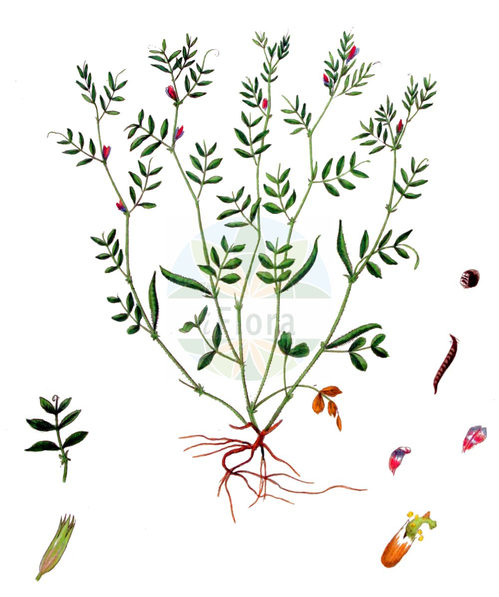 Historische Abbildung von Vicia lathyroides (Platterbsen-Wicke - Spring Vetch). Das Bild zeigt Blatt, Bluete, Frucht und Same. ---- Historical Drawing of Vicia lathyroides (Platterbsen-Wicke - Spring Vetch). The image is showing leaf, flower, fruit and seed.(Vicia lathyroides,Platterbsen-Wicke,Spring Vetch,Ervum lathyroides,Ervum soloniense,Vicia lathyroides,Vicia olbiensis,Platterbsen-Wicke,Fruehlings-Zwerg-Wicke,Sand-Wicke,Zwerg-Wicke,Spring Vetch,Vicia,Wicke,Vetch,Fabaceae,Schmetterlingsblütler,Pea family,Blatt,Bluete,Frucht,Same,leaf,flower,fruit,seed,Kops (1800-1934))