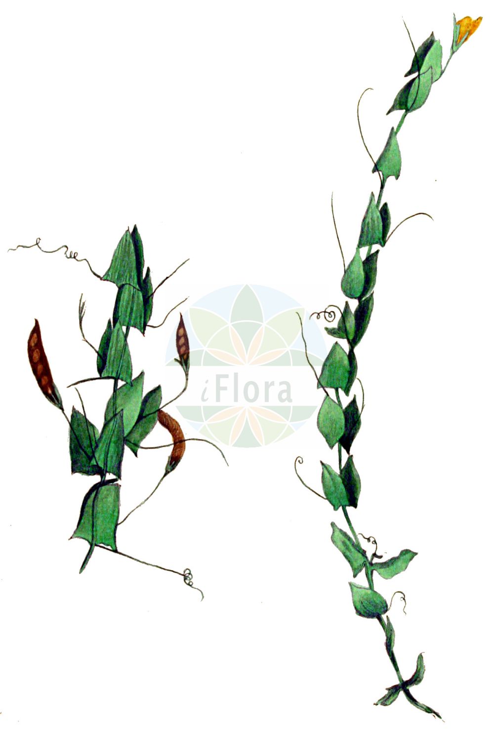 Historische Abbildung von Lathyrus aphaca (Ranken-Platterbse - Yellow Vetchling). Das Bild zeigt Blatt, Bluete, Frucht und Same. ---- Historical Drawing of Lathyrus aphaca (Ranken-Platterbse - Yellow Vetchling). The image is showing leaf, flower, fruit and seed.(Lathyrus aphaca,Ranken-Platterbse,Yellow Vetchling,Lathyrus aphaca,Orobus aphaca,Ranken-Platterbse,Yellow Vetchling,Yellow Pea,Lathyrus,Platterbse,Pea,Fabaceae,Schmetterlingsblütler,Pea family,Blatt,Bluete,Frucht,Same,leaf,flower,fruit,seed,Kops (1800-1934))