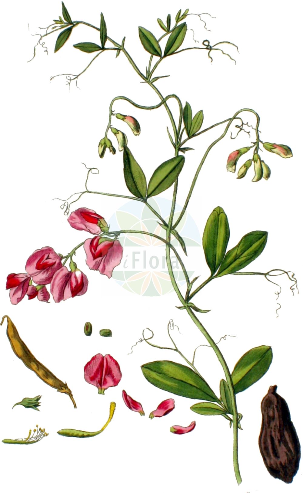 Historische Abbildung von Lathyrus tuberosus (Knollen-Platterbse - Tuberous Pea). Das Bild zeigt Blatt, Bluete, Frucht und Same. ---- Historical Drawing of Lathyrus tuberosus (Knollen-Platterbse - Tuberous Pea). The image is showing leaf, flower, fruit and seed.(Lathyrus tuberosus,Knollen-Platterbse,Tuberous Pea,Lathyrus tuberosus,Knollen-Platterbse,Tuberous Pea,Earth Chestnut,Tuberous Sweetpea,Earthnut Pea,Tuberous Vetchling,Lathyrus,Platterbse,Pea,Fabaceae,Schmetterlingsblütler,Pea family,Blatt,Bluete,Frucht,Same,leaf,flower,fruit,seed,Kops (1800-1934))