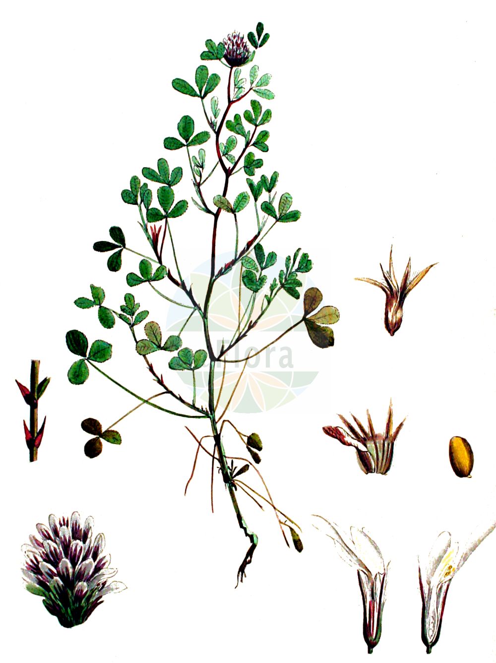 Historische Abbildung von Trifolium scabrum (Rauher Klee - Rough Clover). Das Bild zeigt Blatt, Bluete, Frucht und Same. ---- Historical Drawing of Trifolium scabrum (Rauher Klee - Rough Clover). The image is showing leaf, flower, fruit and seed.(Trifolium scabrum,Rauher Klee,Rough Clover,Trifolium scabrum,Rauher Klee,Raublaettriger Klee,Rough Clover,Rough Trefoil,Trifolium,Klee,Clover,Fabaceae,Schmetterlingsblütler,Pea family,Blatt,Bluete,Frucht,Same,leaf,flower,fruit,seed,Kops (1800-1934))