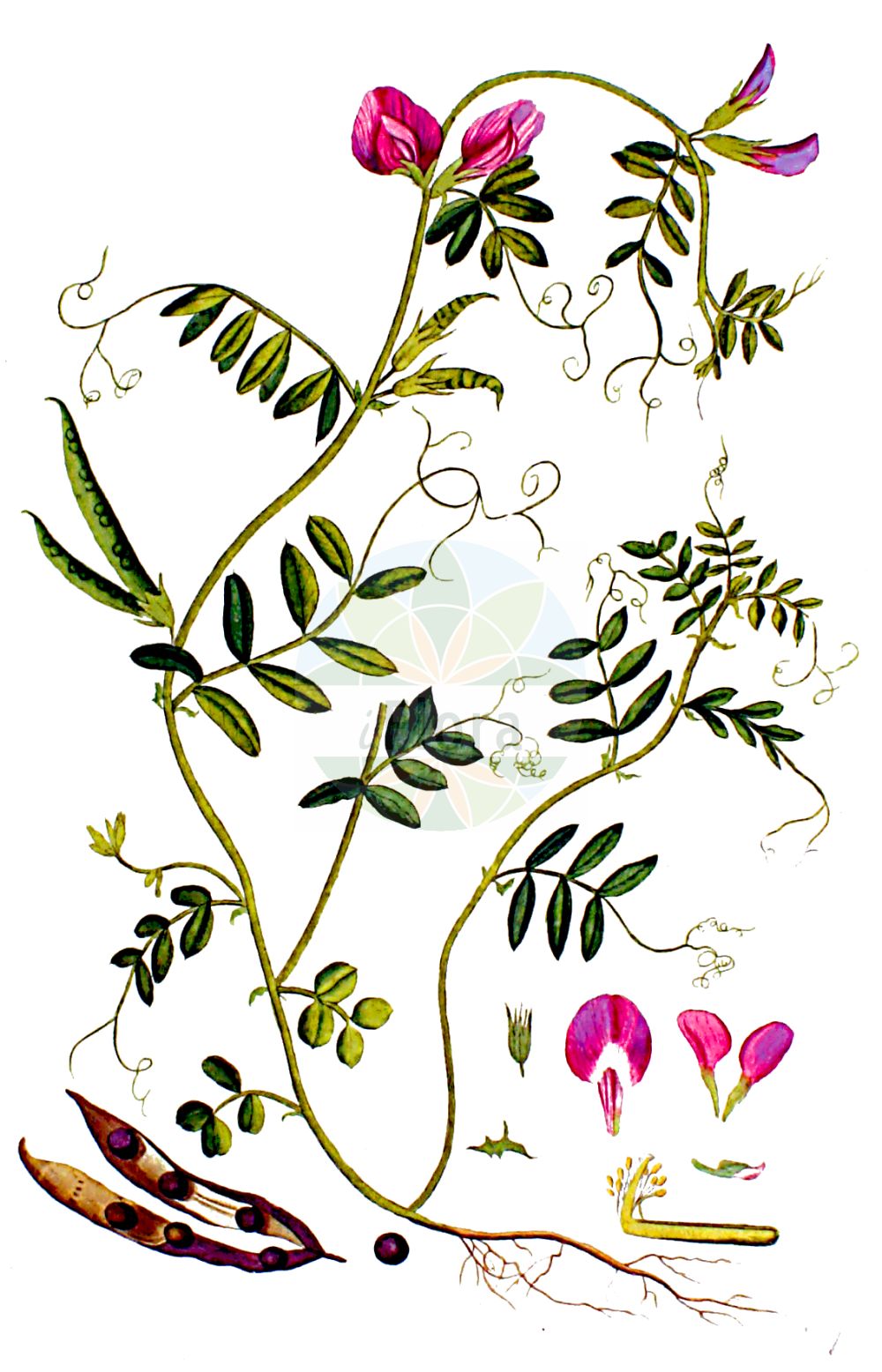 Historische Abbildung von Vicia sativa (Saatwicke - Common Vetch). Das Bild zeigt Blatt, Bluete, Frucht und Same. ---- Historical Drawing of Vicia sativa (Saatwicke - Common Vetch). The image is showing leaf, flower, fruit and seed.(Vicia sativa,Saatwicke,Common Vetch,Vicia bacla,Vicia communis,Vicia cornigera,Vicia cosentini,Vicia erythosperma,Vicia glabra,Vicia intermedia,Vicia leucosperma,Vicia melanosperma,Vicia morisiana,Vicia nemoralis,Vicia notota,Vicia pallida,Vicia pimpinelloides,Vicia sativa,Vicia terana,Saatwicke,Acker-Saat-Wicke,Acker-Schmalblatt-Wicke,Futterwicke,Futter-Wicke,Saat-Wicke,Common Vetch,Broad-leaved Purple Vetch,Garden Vetch,Summer Vetch,Vicia,Wicke,Vetch,Fabaceae,Schmetterlingsblütler,Pea family,Blatt,Bluete,Frucht,Same,leaf,flower,fruit,seed,Kops (1800-1934))