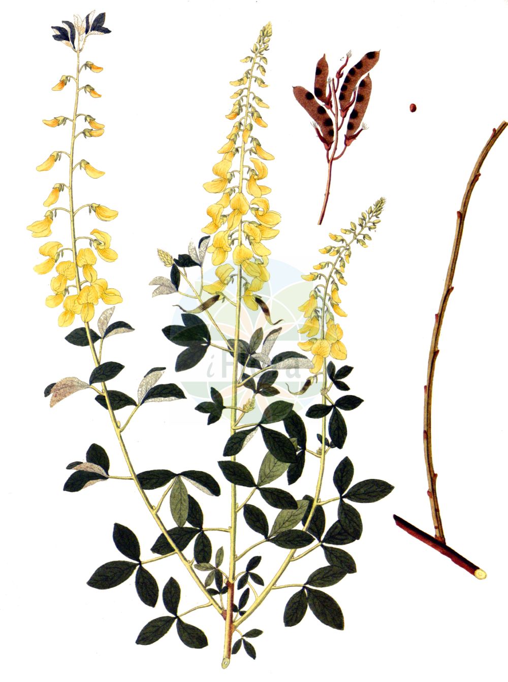 Historische Abbildung von Lembotropis nigricans (Schwarzwerdender Geißklee - Black Broom). Das Bild zeigt Blatt, Bluete, Frucht und Same. ---- Historical Drawing of Lembotropis nigricans (Schwarzwerdender Geißklee - Black Broom). The image is showing leaf, flower, fruit and seed.(Lembotropis nigricans,Schwarzwerdender Geißklee,Black Broom,Cytisus nigricans,Lembotropis nigricans,Schwarzwerdender Geissklee,Schwarzwerdender Ginster,Trauben-Geissklee,Black Broom,Spike Broom,Yellow-flowered Broom,Lembotropis,Geißklee,Fabaceae,Schmetterlingsblütler,Pea family,Blatt,Bluete,Frucht,Same,leaf,flower,fruit,seed,Krauss (1802f))