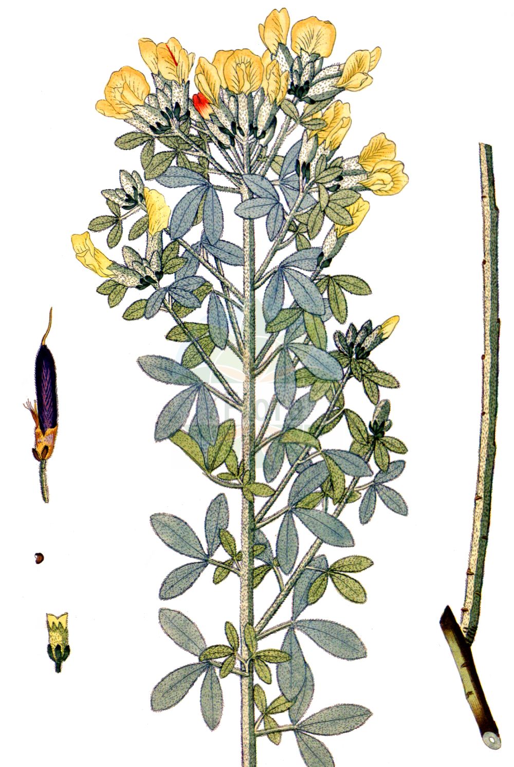 Historische Abbildung von Cytisus austriacus. Das Bild zeigt Blatt, Bluete, Frucht und Same. ---- Historical Drawing of Cytisus austriacus. The image is showing leaf, flower, fruit and seed.(Cytisus austriacus,Chamaecytisus austriacus,Chamaecytisus danubialis,Cytisus austriacus,Cytisus danubialis,Cytisus pindicola,Cytisus,Geißklee,Broom,Fabaceae,Schmetterlingsblütler,Pea family,Blatt,Bluete,Frucht,Same,leaf,flower,fruit,seed,Krauss (1802f))