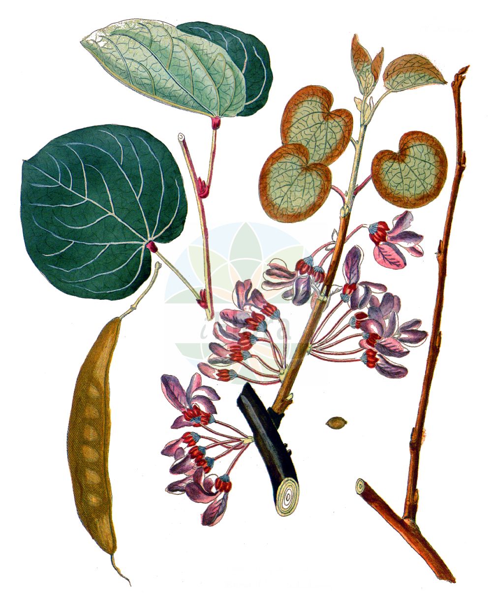 Historische Abbildung von Cercis siliquastrum. Das Bild zeigt Blatt, Bluete, Frucht und Same. ---- Historical Drawing of Cercis siliquastrum. The image is showing leaf, flower, fruit and seed.(Cercis siliquastrum,Cercis siliquastrum,Siliquastrum orbicularis,Cercis,Fabaceae,Schmetterlingsblütler,Pea family,Blatt,Bluete,Frucht,Same,leaf,flower,fruit,seed,Krauss (1802f))