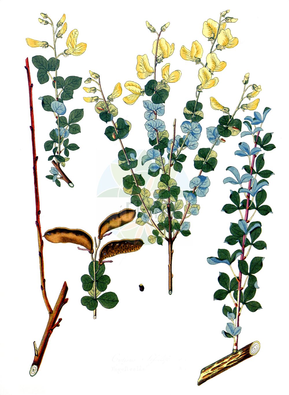 Historische Abbildung von Cytisophyllum sessilifolium. Das Bild zeigt Blatt, Bluete, Frucht und Same. ---- Historical Drawing of Cytisophyllum sessilifolium. The image is showing leaf, flower, fruit and seed.(Cytisophyllum sessilifolium,Cytisophyllum sessilifolium,Cytisophyllum sessilifolius,Cytisus sessilifolius,Cytisophyllum,Fabaceae,Schmetterlingsblütler,Pea family,Blatt,Bluete,Frucht,Same,leaf,flower,fruit,seed,Krauss (1802f))
