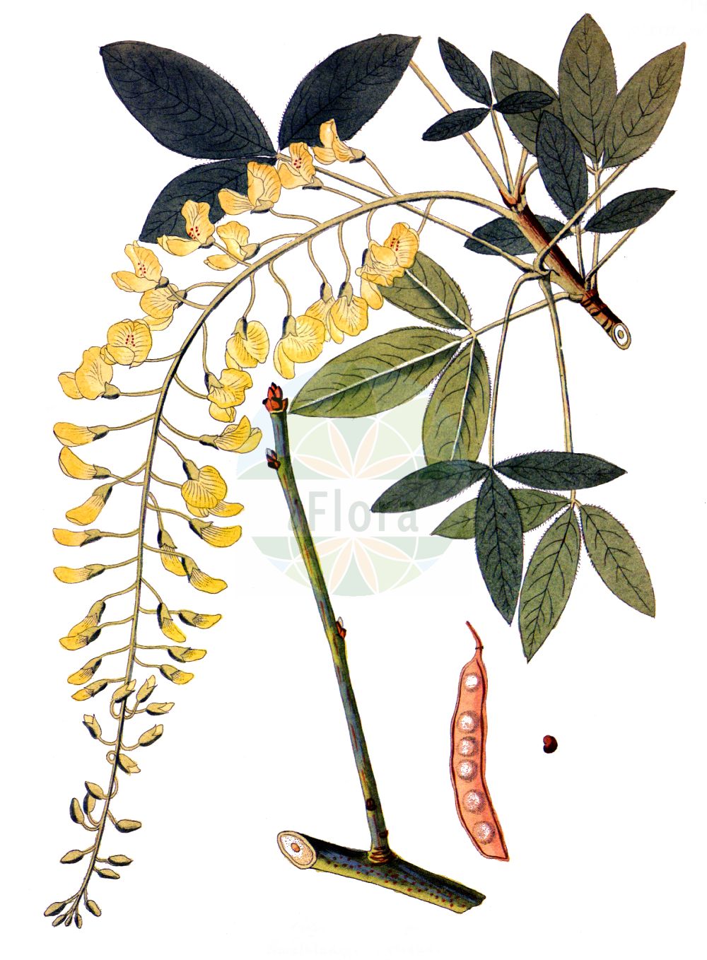 Historische Abbildung von Laburnum alpinum (Scottish Laburnum). Das Bild zeigt Blatt, Bluete, Frucht und Same. ---- Historical Drawing of Laburnum alpinum (Scottish Laburnum). The image is showing leaf, flower, fruit and seed.(Laburnum alpinum,Scottish Laburnum,Cytisus alpinus,Laburnum alpinum,Laburnum,Goldregen,Golden Chain,Fabaceae,Schmetterlingsblütler,Pea family,Blatt,Bluete,Frucht,Same,leaf,flower,fruit,seed,Krauss (1802f))