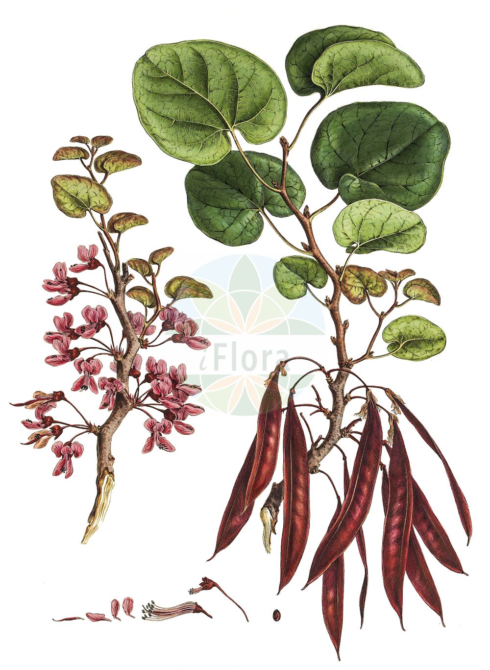 Historische Abbildung von Cercis siliquastrum. Das Bild zeigt Blatt, Bluete, Frucht und Same. ---- Historical Drawing of Cercis siliquastrum. The image is showing leaf, flower, fruit and seed.(Cercis siliquastrum,Cercis siliquastrum,Siliquastrum orbicularis,Cercis,Fabaceae,Schmetterlingsblütler,Pea family,Blatt,Bluete,Frucht,Same,leaf,flower,fruit,seed,Sibthorp & Smith (1806-1840))