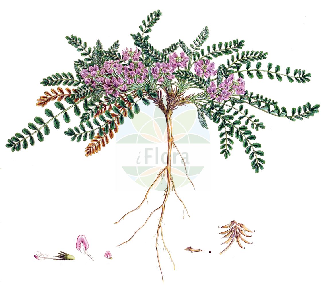 Historische Abbildung von Astragalus depressus. Das Bild zeigt Blatt, Bluete, Frucht und Same. ---- Historical Drawing of Astragalus depressus. The image is showing leaf, flower, fruit and seed.(Astragalus depressus,Astragalus bonannii,Astragalus depressus,Astragalus helminthocarpus,Astragalus leucophaeus,Tragacantha depressa,Astragalus,Tragant,Milkvetch,Fabaceae,Schmetterlingsblütler,Pea family,Blatt,Bluete,Frucht,Same,leaf,flower,fruit,seed,Sibthorp & Smith (1806-1840))