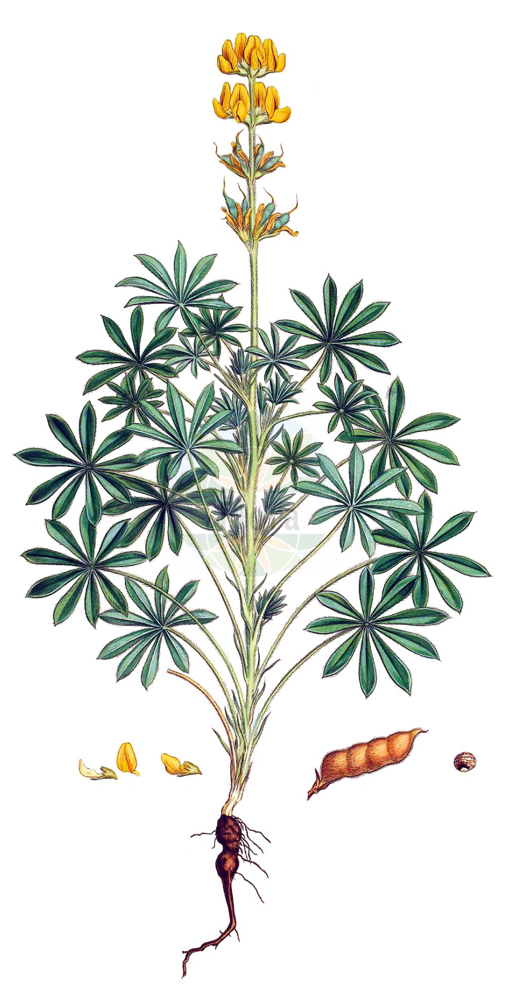 Historische Abbildung von Lupinus luteus. Das Bild zeigt Blatt, Bluete, Frucht und Same. ---- Historical Drawing of Lupinus luteus. The image is showing leaf, flower, fruit and seed.(Lupinus luteus,Lupinus luteus,Lupinus,Lupine,Lupine,Fabaceae,Schmetterlingsblütler,Pea family,Blatt,Bluete,Frucht,Same,leaf,flower,fruit,seed,Sibthorp & Smith (1806-1840))