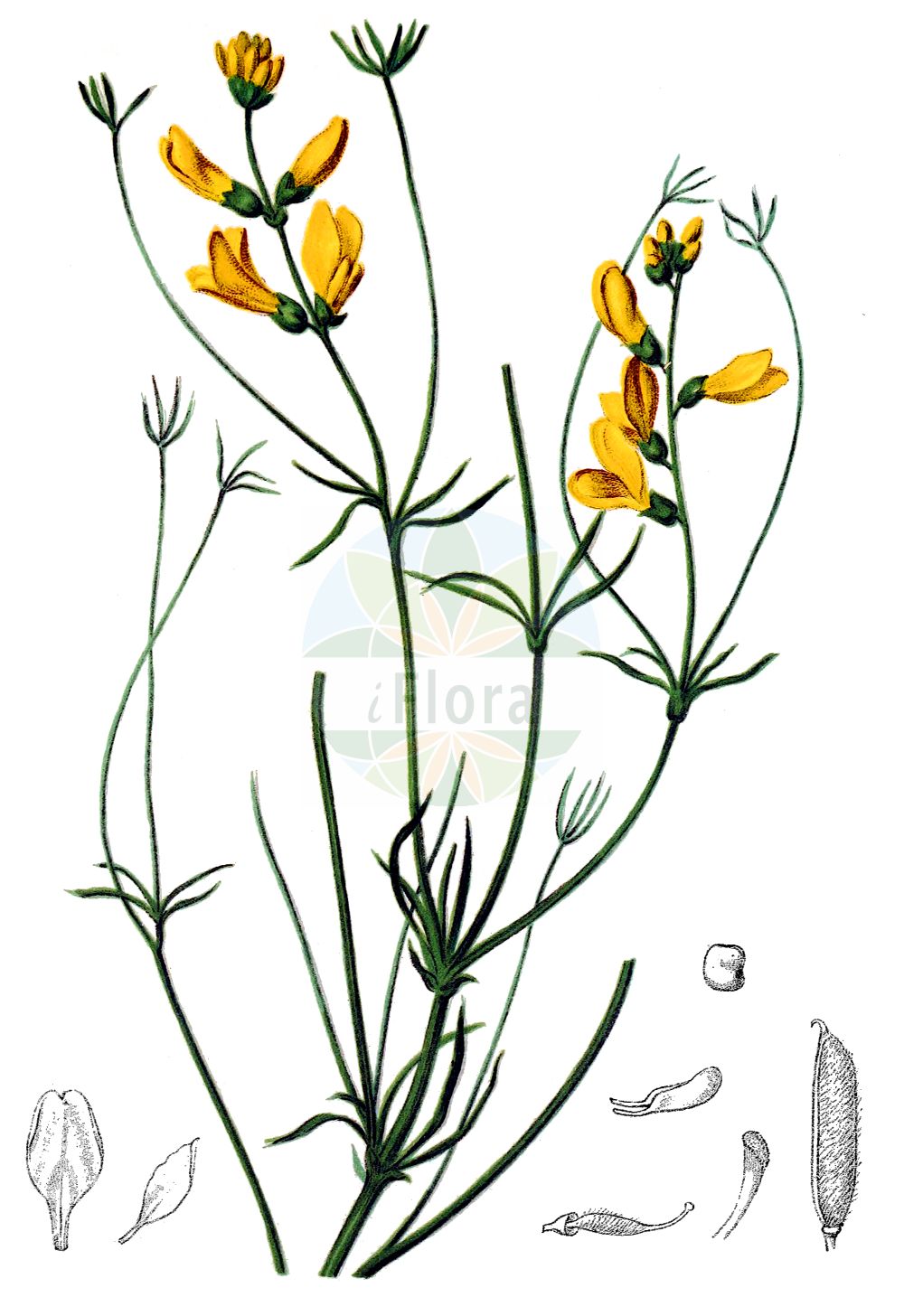Historische Abbildung von Genista radiata. Das Bild zeigt Blatt, Bluete, Frucht und Same. ---- Historical Drawing of Genista radiata. The image is showing leaf, flower, fruit and seed.(Genista radiata,Cytisanthus radiatus,Cytisus radiatus,Genista radiata,Genista,Ginster,Broom,Fabaceae,Schmetterlingsblütler,Pea family,Blatt,Bluete,Frucht,Same,leaf,flower,fruit,seed,Hartinger & von Dalla Torre (1806f))