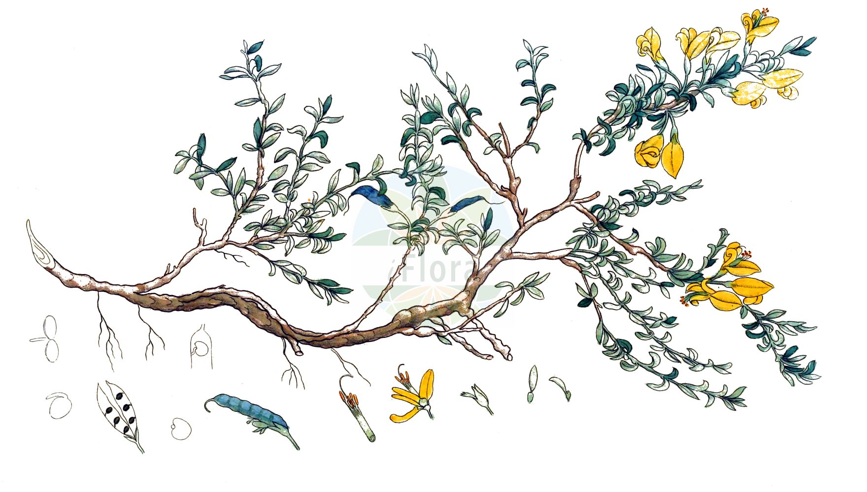 Historische Abbildung von Genista pilosa (Behaarter Ginster - Hairy Greenweed). Das Bild zeigt Blatt, Bluete, Frucht und Same. ---- Historical Drawing of Genista pilosa (Behaarter Ginster - Hairy Greenweed). The image is showing leaf, flower, fruit and seed.(Genista pilosa,Behaarter Ginster,Hairy Greenweed,Genista decumbens,Genista pilosa,Genista repens,Genistoides tuberculata,Spartium pilosum,Telinaria pilosa,Behaarter Ginster,Heide-Ginster,Sand-Ginster,Hairy Greenweed,Silky Broom,Genista,Ginster,Broom,Fabaceae,Schmetterlingsblütler,Pea family,Blatt,Bluete,Frucht,Same,leaf,flower,fruit,seed,Svensk Botanik (Svensk Botanik))