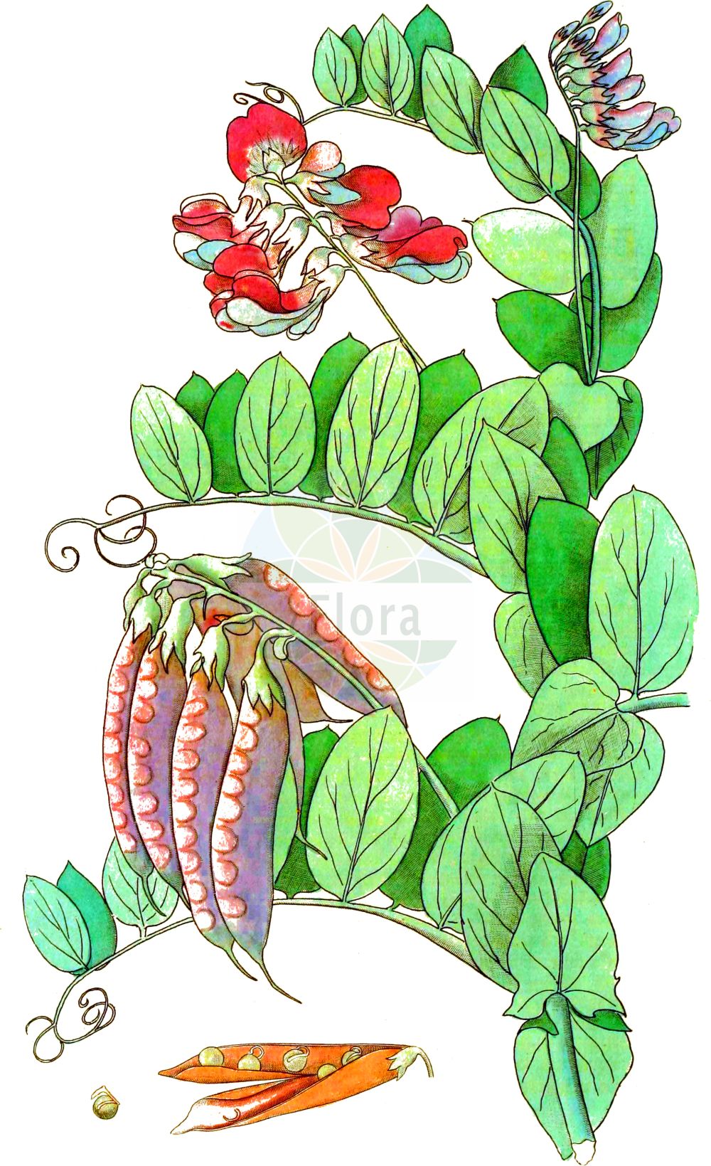 Historische Abbildung von Lathyrus japonicus (Strand-Platterbse - Sea Pea). Das Bild zeigt Blatt, Bluete, Frucht und Same. ---- Historical Drawing of Lathyrus japonicus (Strand-Platterbse - Sea Pea). The image is showing leaf, flower, fruit and seed.(Lathyrus japonicus,Strand-Platterbse,Sea Pea,Lathyrus aleuticus,Lathyrus japonicus,Lathyrus maritimus var. aleuticus,Strand-Platterbse,Japanische Platterbse,Sea Pea,Beach Pea,Lathyrus,Platterbse,Pea,Fabaceae,Schmetterlingsblütler,Pea family,Blatt,Bluete,Frucht,Same,leaf,flower,fruit,seed,Svensk Botanik (Svensk Botanik))