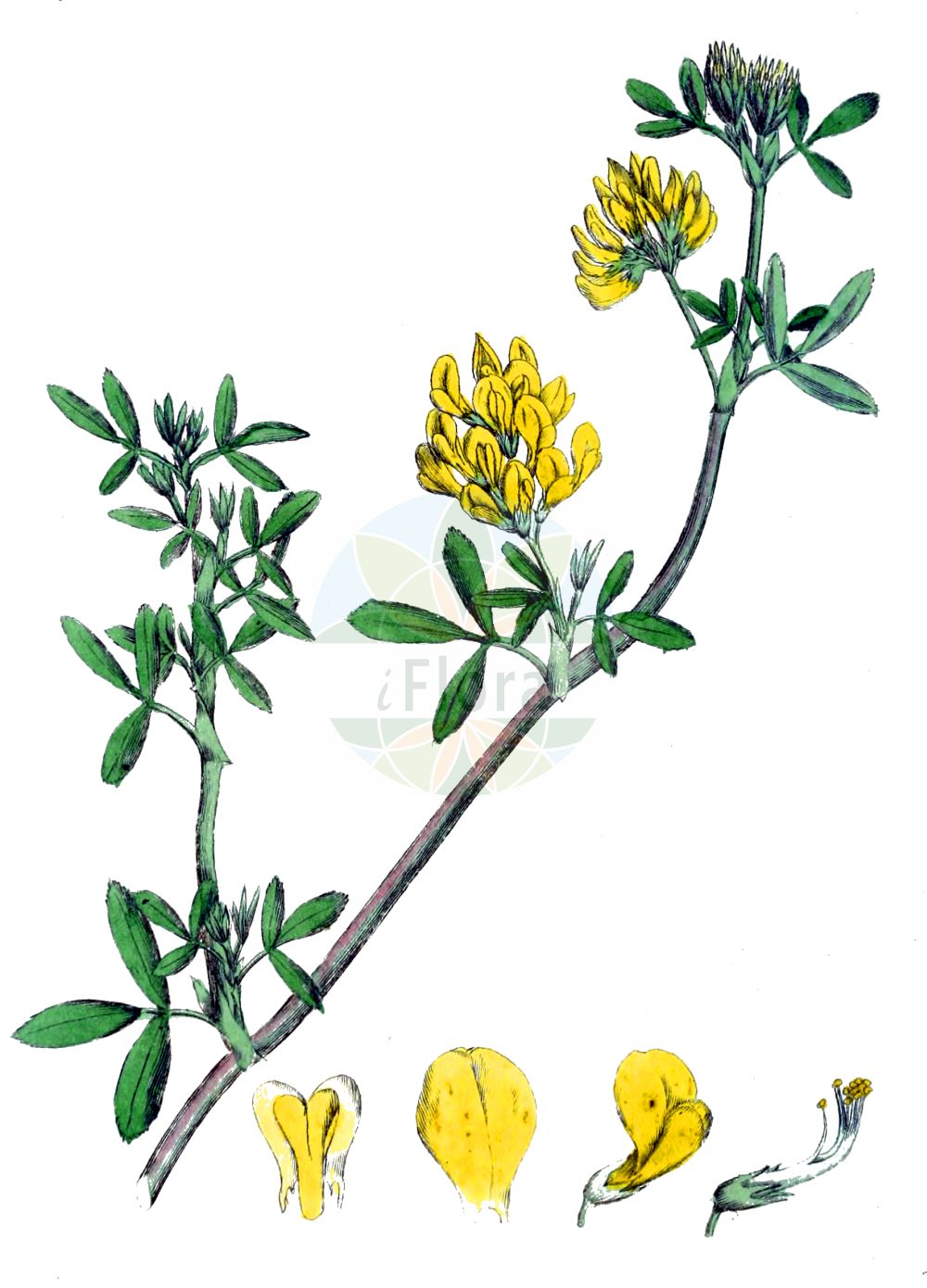 Historische Abbildung von Medicago falcata (Sichelklee - Sickle Medick). Das Bild zeigt Blatt, Bluete, Frucht und Same. ---- Historical Drawing of Medicago falcata (Sichelklee - Sickle Medick). The image is showing leaf, flower, fruit and seed.(Medicago falcata,Sichelklee,Sickle Medick,Medicago aurantiaca,Medicago borealis,Medicago falcata,Medicago falcata L. subsp.,Medicago glandulosa,Medicago kotovii,Medicago procumbens,Medicago quasifalcata,Medicago romanica,Medicago tenderiensis,Sichelklee,Bastard-Luzerne,Blaue Luzerne,Gelbe Luzerne,Gewoehnliche Luzerne,Sichel-Schneckenklee,Sickle Medick,Yellow Alfalfa,Yellow-flower Lucerne,Medicago,Schneckenklee,Alfalfa,Fabaceae,Schmetterlingsblütler,Pea family,Blatt,Bluete,Frucht,Same,leaf,flower,fruit,seed,Svensk Botanik (Svensk Botanik))