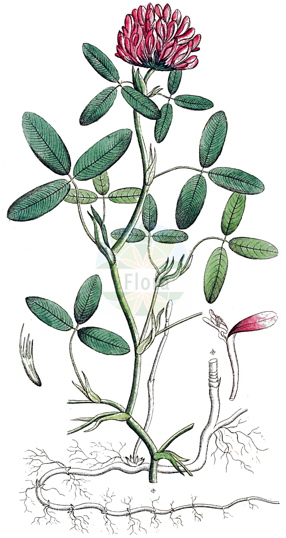 Historische Abbildung von Trifolium medium (Mittlerer Klee - Zigzag Clover). Das Bild zeigt Blatt, Bluete, Frucht und Same. ---- Historical Drawing of Trifolium medium (Mittlerer Klee - Zigzag Clover). The image is showing leaf, flower, fruit and seed.(Trifolium medium,Mittlerer Klee,Zigzag Clover,Trifolium flexuosum,Trifolium medium,Mittlerer Klee,Zigzag Clover,Meadow Clover,Trifolium,Klee,Clover,Fabaceae,Schmetterlingsblütler,Pea family,Blatt,Bluete,Frucht,Same,leaf,flower,fruit,seed,Svensk Botanik (Svensk Botanik))