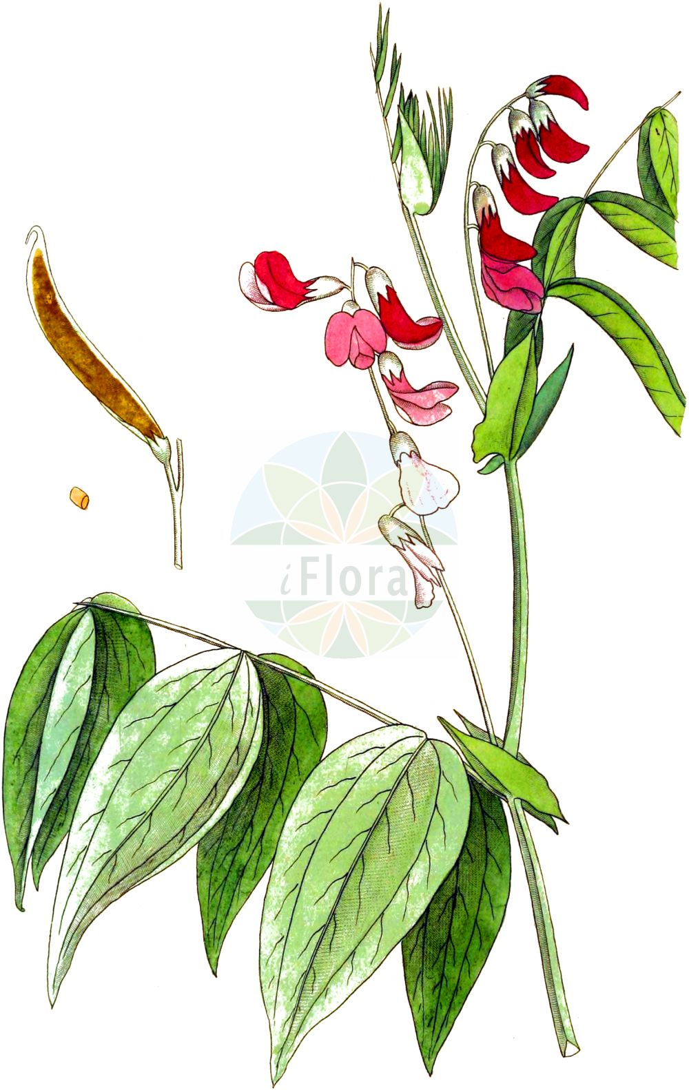 Historische Abbildung von Lathyrus vernus (Frühlings-Platterbse - Spring Pea). Das Bild zeigt Blatt, Bluete, Frucht und Same. ---- Historical Drawing of Lathyrus vernus (Frühlings-Platterbse - Spring Pea). The image is showing leaf, flower, fruit and seed.(Lathyrus vernus,Frühlings-Platterbse,Spring Pea,Lathyrus vernus,Orobus vernus,Fruehlings-Platterbse,Spring Pea,Bitter Vetch,Heath Pease,Spring Bitter Vetch,Spring Vetch,Spring Vetchling,Lathyrus,Platterbse,Pea,Fabaceae,Schmetterlingsblütler,Pea family,Blatt,Bluete,Frucht,Same,leaf,flower,fruit,seed,Svensk Botanik (Svensk Botanik))