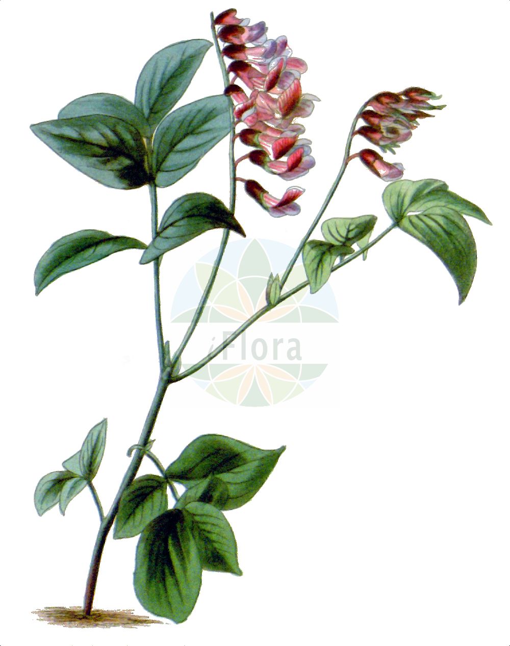 Historische Abbildung von Lathyrus venetus. Das Bild zeigt Blatt, Bluete, Frucht und Same. ---- Historical Drawing of Lathyrus venetus. The image is showing leaf, flower, fruit and seed.(Lathyrus venetus,Lathyrus variegatus,Lathyrus venetus,Orobus variegatus,Orobus venetus,Lathyrus,Platterbse,Pea,Fabaceae,Schmetterlingsblütler,Pea family,Blatt,Bluete,Frucht,Same,leaf,flower,fruit,seed,The botanical cabinet (1827f))