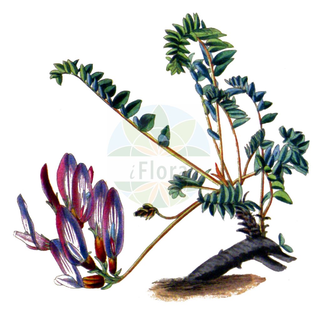 Historische Abbildung von Astragalus monspessulanus. Das Bild zeigt Blatt, Bluete, Frucht und Same. ---- Historical Drawing of Astragalus monspessulanus. The image is showing leaf, flower, fruit and seed.(Astragalus monspessulanus,Astragalus monspessulanus,Astragalus,Tragant,Milkvetch,Fabaceae,Schmetterlingsblütler,Pea family,Blatt,Bluete,Frucht,Same,leaf,flower,fruit,seed,The botanical cabinet (1827f))