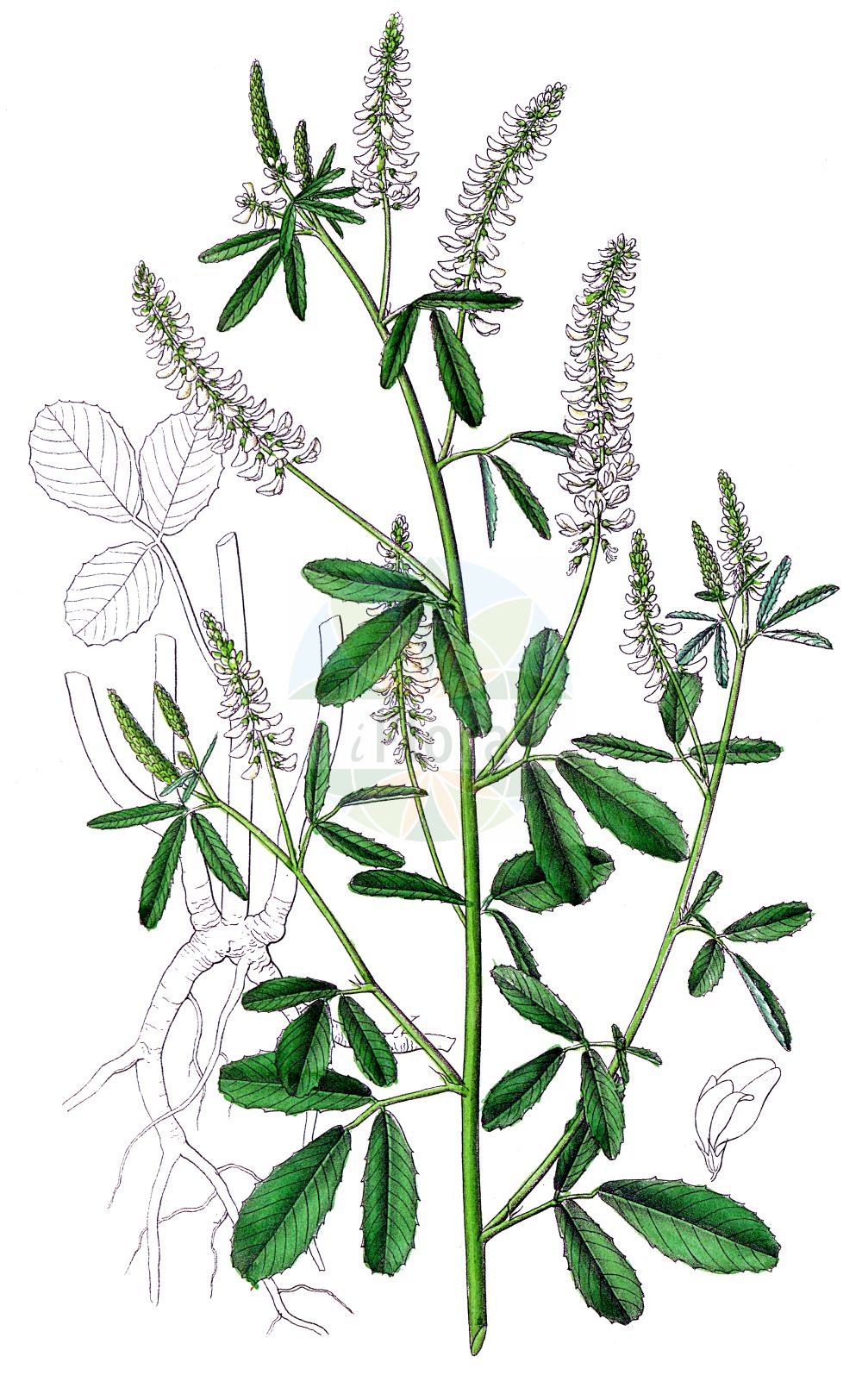 Historische Abbildung von Melilotus albus (Weißer Steinklee - White Melilot). Das Bild zeigt Blatt, Bluete, Frucht und Same. ---- Historical Drawing of Melilotus albus (Weißer Steinklee - White Melilot). The image is showing leaf, flower, fruit and seed.(Melilotus albus,Weißer Steinklee,White Melilot,Melilotus albus,Melilotus argutus,Melilotus leucanthus,Melilotus melanospermus,Melilotus vulgaris,Weisser Steinklee,Bokharaklee,Bucharaklee,White Melilot,White Sweet Clover,Bokhara Clover,Honey Clover,Melilotus,Steinklee,Sweetclover,Fabaceae,Schmetterlingsblütler,Pea family,Blatt,Bluete,Frucht,Same,leaf,flower,fruit,seed,Dietrich (1833-1844))