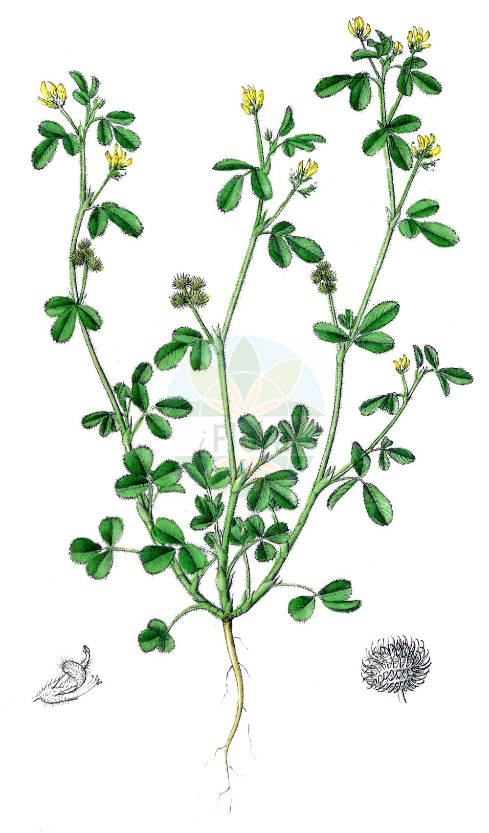 Historische Abbildung von Medicago minima (Zwerg-Schneckenklee - Bur Medick). Das Bild zeigt Blatt, Bluete, Frucht und Same. ---- Historical Drawing of Medicago minima (Zwerg-Schneckenklee - Bur Medick). The image is showing leaf, flower, fruit and seed.(Medicago minima,Zwerg-Schneckenklee,Bur Medick,Medicago hirsuta,Medicago minima,Medicago mollissima,Medicago ononidea,Medicago pulchella,Medicago recta,Zwerg-Schneckenklee,Bur Medick,Little Burclover,Small Medick,Medicago,Schneckenklee,Alfalfa,Fabaceae,Schmetterlingsblütler,Pea family,Blatt,Bluete,Frucht,Same,leaf,flower,fruit,seed,Dietrich (1833-1844))