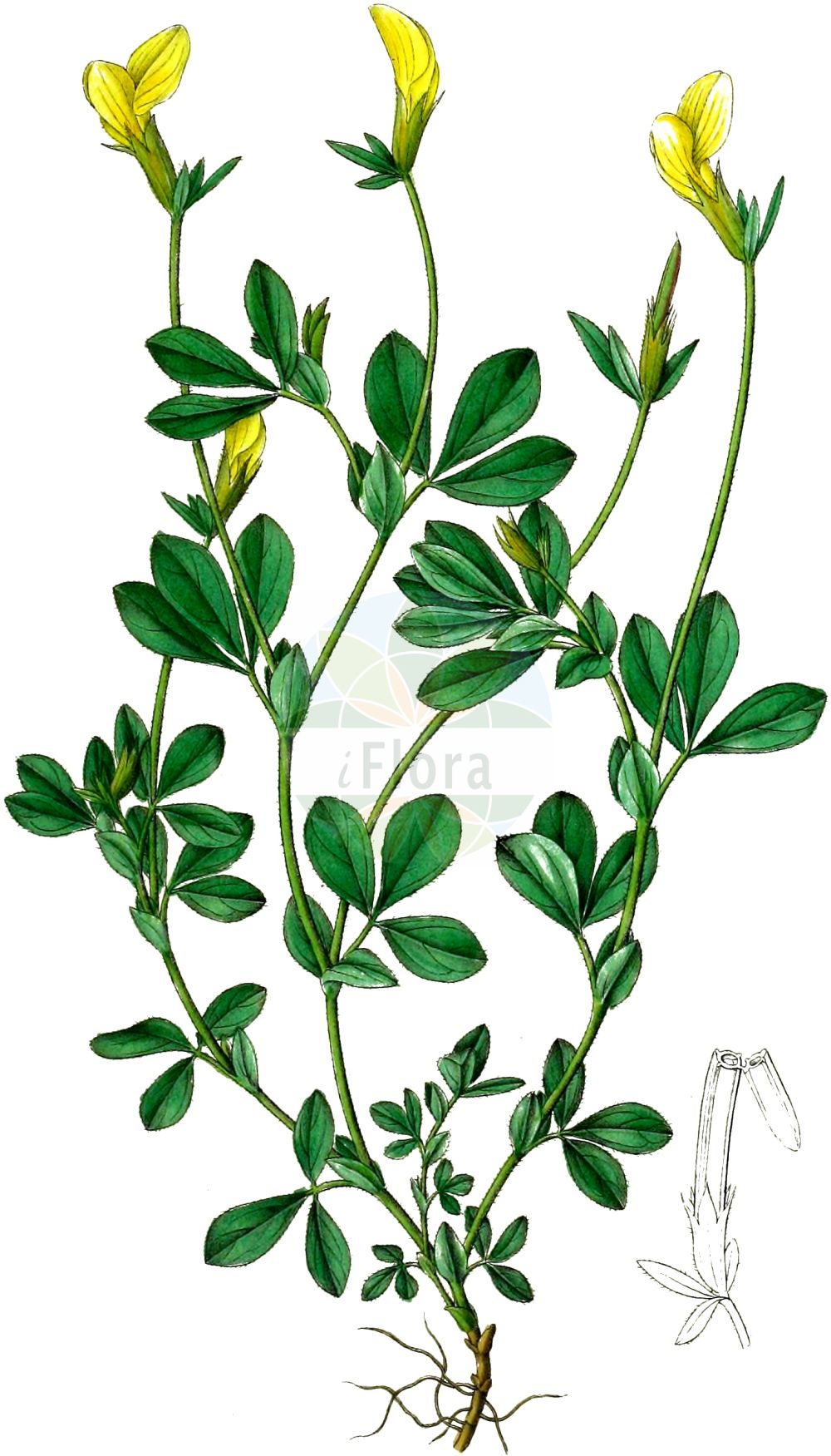Historische Abbildung von Lotus maritimus (Gelbe Spargelerbse - Dragon's Teeth). Das Bild zeigt Blatt, Bluete, Frucht und Same. ---- Historical Drawing of Lotus maritimus (Gelbe Spargelerbse - Dragon's Teeth). The image is showing leaf, flower, fruit and seed.(Lotus maritimus,Gelbe Spargelerbse,Dragon's Teeth,Lotus maritimus,Lotus siliquosus,Tetragonolobus maritimus,Tetragonolobus prostratus,Tetragonolobus siliquosus,Tetragonolobus tauricus,Gelbe Spargelerbse,Spargelbohne,Spargelklee,Dragon's Teeth,Asparagus Trefoil,Winged Pea,Lotus,Hornklee,Trefoil,Fabaceae,Schmetterlingsblütler,Pea family,Blatt,Bluete,Frucht,Same,leaf,flower,fruit,seed,Dietrich (1833-1844))