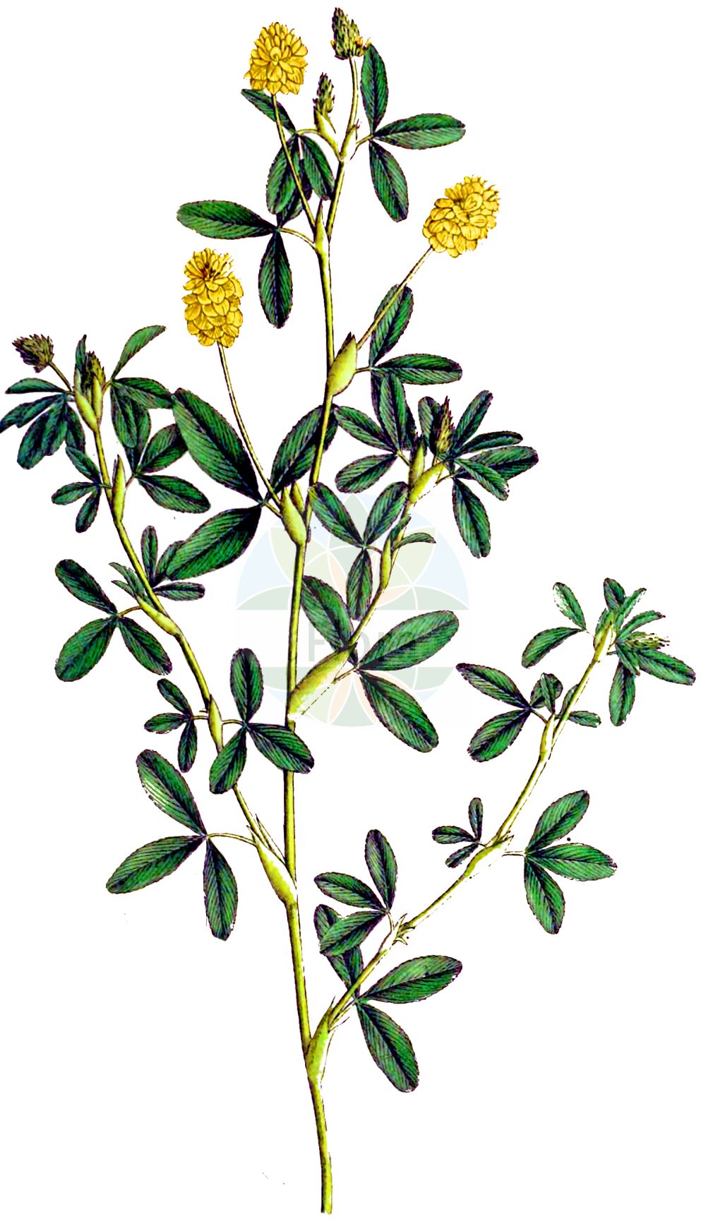Historische Abbildung von Trifolium aureum (Gold-Klee - Large Trefoil). Das Bild zeigt Blatt, Bluete, Frucht und Same. ---- Historical Drawing of Trifolium aureum (Gold-Klee - Large Trefoil). The image is showing leaf, flower, fruit and seed.(Trifolium aureum,Gold-Klee,Large Trefoil,Chrysaspis aurea,Trifolium aureum,Trifolium strepens,Gold-Klee,Large Trefoil,Hop Clover,Golden Clover,Large Hop Trefoil,Yellow Clover,Trifolium,Klee,Clover,Fabaceae,Schmetterlingsblütler,Pea family,Blatt,Bluete,Frucht,Same,leaf,flower,fruit,seed,Dietrich (1833-1844))