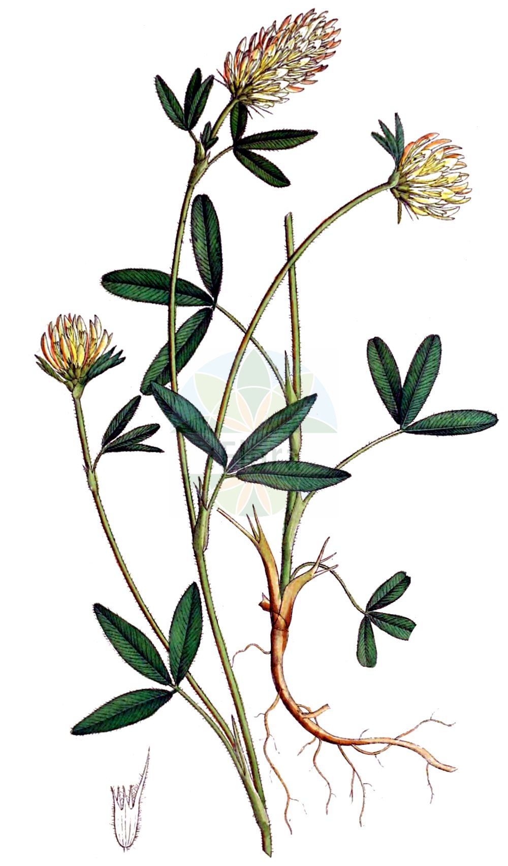 Historische Abbildung von Trifolium ochroleucon (Blaßgelber Klee - Sulphur Clover). Das Bild zeigt Blatt, Bluete, Frucht und Same. ---- Historical Drawing of Trifolium ochroleucon (Blaßgelber Klee - Sulphur Clover). The image is showing leaf, flower, fruit and seed.(Trifolium ochroleucon,Blaßgelber Klee,Sulphur Clover,Trifolium ochroleucon,Trifolium pallidulum,Trifolium roseum,Blassgelber Klee,Gelblichweisser Klee,Sulphur Clover,Trifolium,Klee,Clover,Fabaceae,Schmetterlingsblütler,Pea family,Blatt,Bluete,Frucht,Same,leaf,flower,fruit,seed,Dietrich (1833-1844))