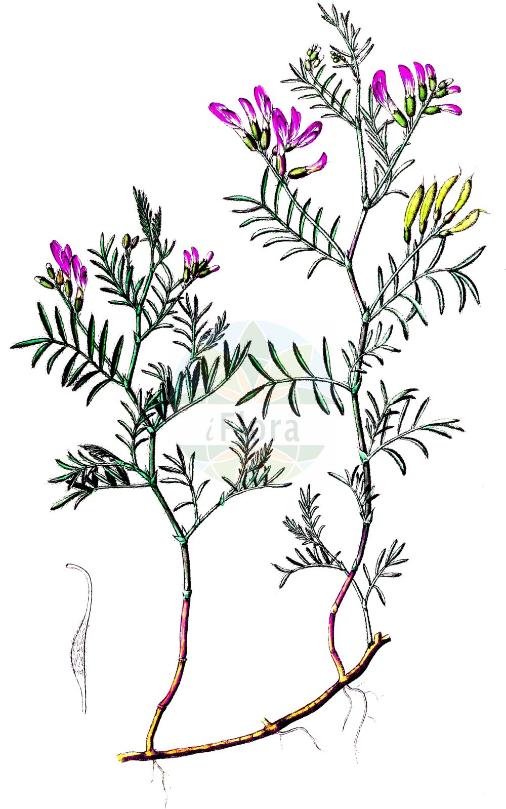 Historische Abbildung von Astragalus arenarius (Sand-Tragant - Sand Milk Vetch). Das Bild zeigt Blatt, Bluete, Frucht und Same. ---- Historical Drawing of Astragalus arenarius (Sand-Tragant - Sand Milk Vetch). The image is showing leaf, flower, fruit and seed.(Astragalus arenarius,Sand-Tragant,Sand Milk Vetch,Astragalus arenarius,Tragacantha arenaria,Sand-Tragant,Sand Milk Vetch,Astragalus,Tragant,Milkvetch,Fabaceae,Schmetterlingsblütler,Pea family,Blatt,Bluete,Frucht,Same,leaf,flower,fruit,seed,Dietrich (1833-1844))