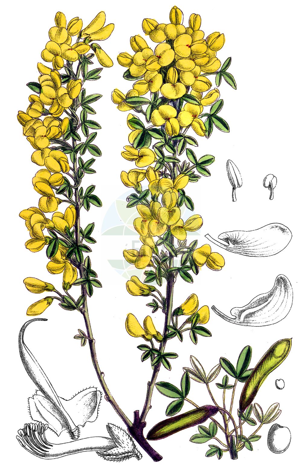Historische Abbildung von Cytisus emeriflorus. Das Bild zeigt Blatt, Bluete, Frucht und Same. ---- Historical Drawing of Cytisus emeriflorus. The image is showing leaf, flower, fruit and seed.(Cytisus emeriflorus,Cytisus emeriflorus,Cytisus glabrescens,Genista glabrescens,Cytisus,Geißklee,Broom,Fabaceae,Schmetterlingsblütler,Pea family,Blatt,Bluete,Frucht,Same,leaf,flower,fruit,seed)