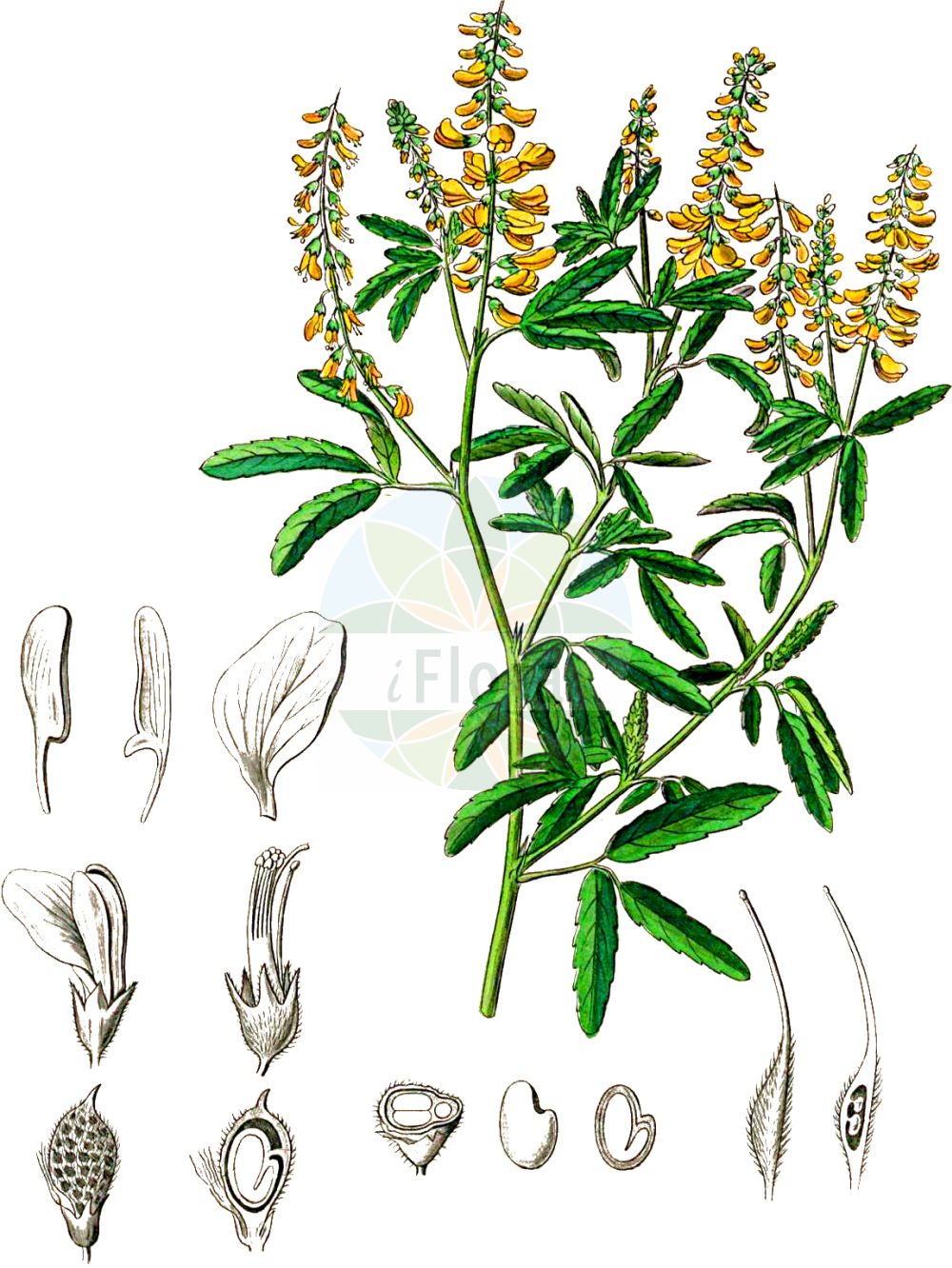Historische Abbildung von Melilotus officinalis (Gewöhnlicher Steinklee - Ribbed Melilot). Das Bild zeigt Blatt, Bluete, Frucht und Same. ---- Historical Drawing of Melilotus officinalis (Gewöhnlicher Steinklee - Ribbed Melilot). The image is showing leaf, flower, fruit and seed.(Melilotus officinalis,Gewöhnlicher Steinklee,Ribbed Melilot,Medicago officinalis,Melilotus arenarius,Melilotus arvensis,Melilotus melilotus-officinalis,Melilotus neglectus,Melilotus officinalis,Melilotus pallidus,Melilotus petitpierreanus,Trifolium melilotus-officinalis,Trifolium officinale,Gewoehnlicher Steinklee,Ribbed Melilot,Common Melilot,Field Melilot,Yellow Sweetclover,Melilotus,Steinklee,Sweetclover,Fabaceae,Schmetterlingsblütler,Pea family,Blatt,Bluete,Frucht,Same,leaf,flower,fruit,seed,Kohl (1891-1895))