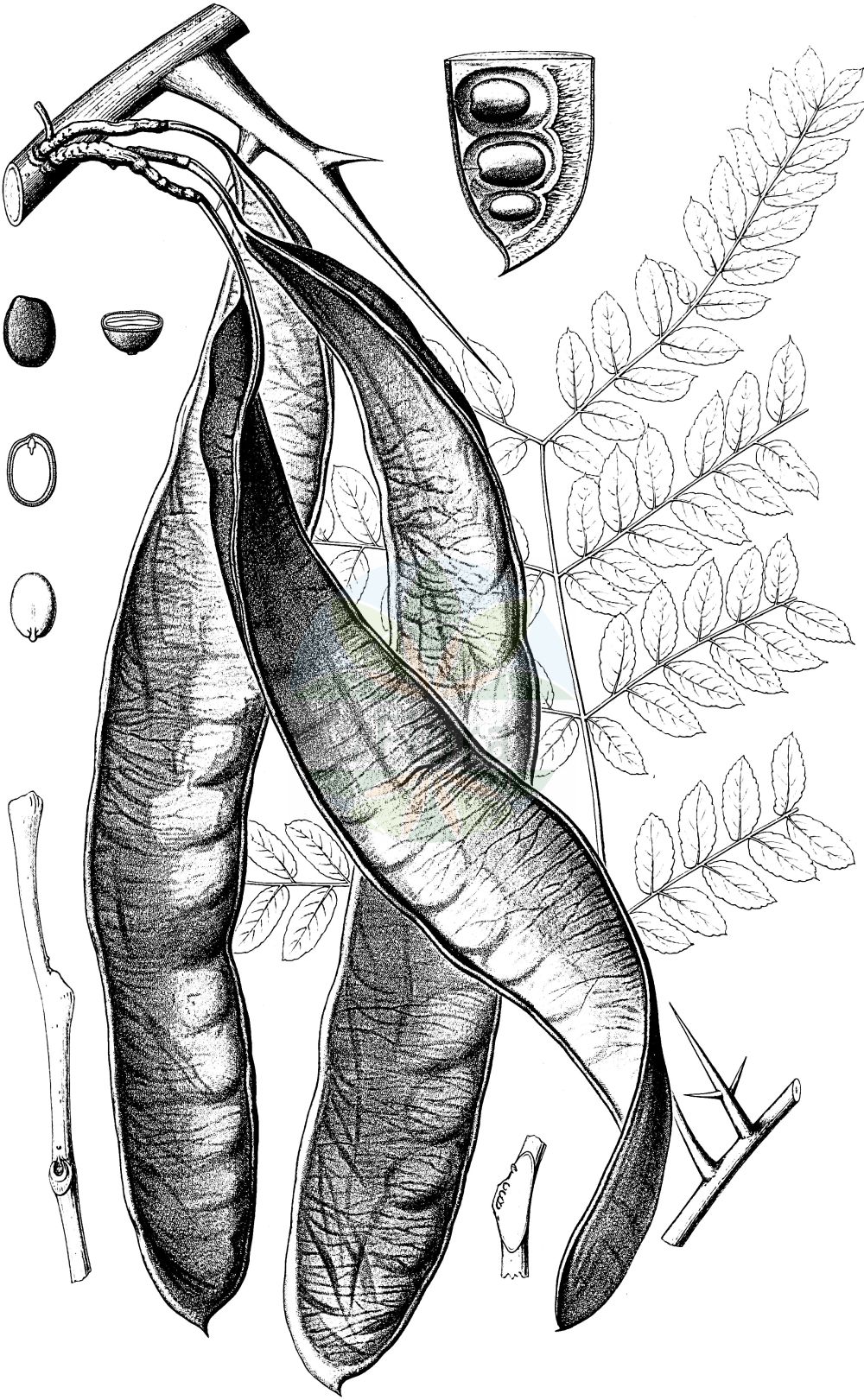 Historische Abbildung von Gleditsia triacanthos (Amerikanische Gleditschie - Honeylocust). Das Bild zeigt Blatt, Bluete, Frucht und Same. ---- Historical Drawing of Gleditsia triacanthos (Amerikanische Gleditschie - Honeylocust). The image is showing leaf, flower, fruit and seed.(Gleditsia triacanthos,Amerikanische Gleditschie,Honeylocust,Acacia americana,Acacia inermis,Acacia laevis,Acacia triacanthos,Caesalpiniodes triacanthum,Gleditsia brachycarpa,Gleditsia bujotii,Gleditsia elegans,Gleditsia flava,Gleditsia heterophylla,Gleditsia horrida,Gleditsia inermis,Gleditsia laevis,Gleditsia latifolia,Gleditsia latisilique,Gleditsia meliloba,Gleditsia micracantha,Gleditsia polysperma,Gleditsia spinosa,Gleditsia triacanthos,Gleditsia triacanthus,Melilobus heterophyla,Amerikanische Gleditschie,Honeylocust,Sweet Locust,Thorny Locust,Three-thorned Acacia,Gleditsia,Gleditschie,Honeylocust,Fabaceae,Schmetterlingsblütler,Pea family,Blatt,Bluete,Frucht,Same,leaf,flower,fruit,seed,Sargent (1891-1902))