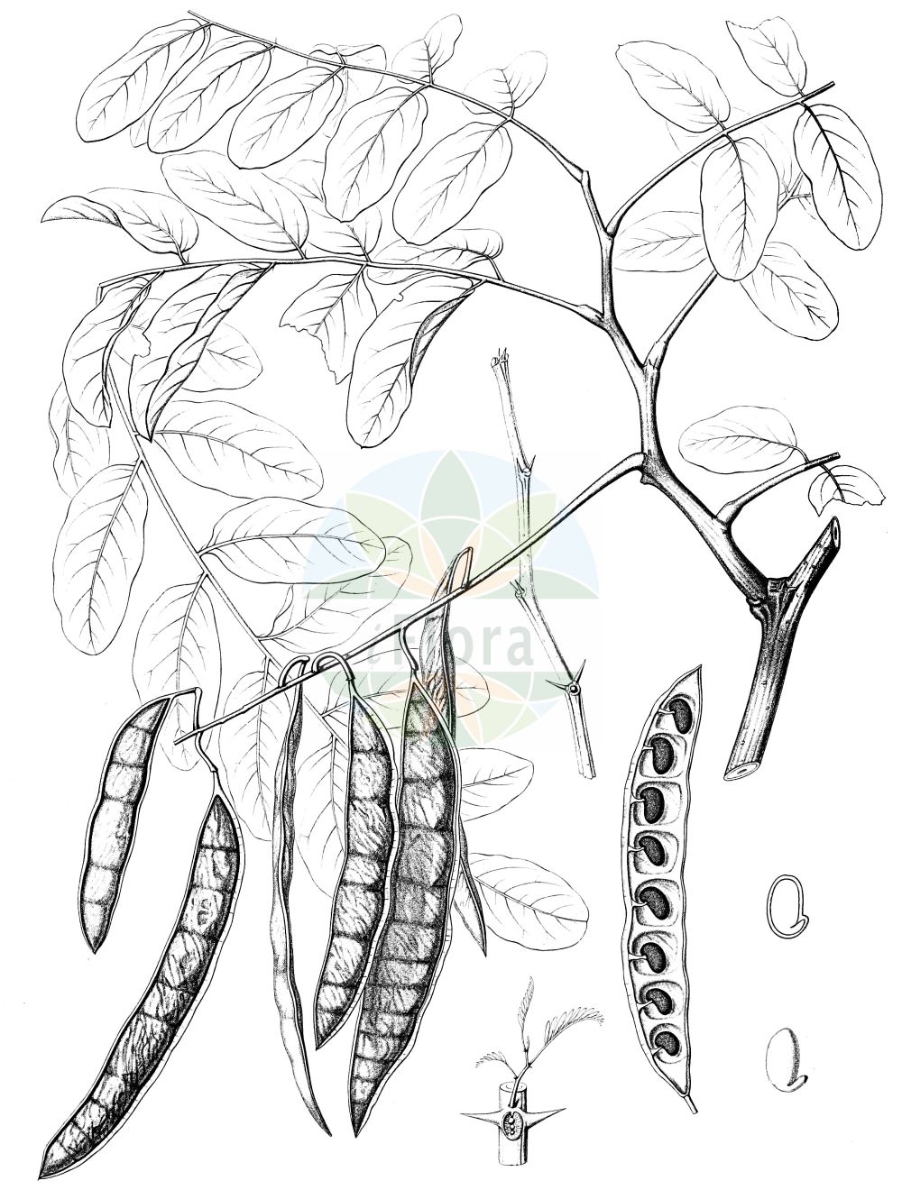 Historische Abbildung von Robinia pseudoacacia (Gewöhnliche Robinie - False-acacia). Das Bild zeigt Blatt, Bluete, Frucht und Same. ---- Historical Drawing of Robinia pseudoacacia (Gewöhnliche Robinie - False-acacia). The image is showing leaf, flower, fruit and seed.(Robinia pseudoacacia,Gewöhnliche Robinie,False-acacia,Robinia pringlei,Robinia pseudoacacia,Robinia pseudoacacia var. rectissima,Gewoehnliche Robinie,Gewoehnliche Scheinakazie,Robinie,False-acacia,Black Locust,Locust,Locust Tree,Robinia,Robinie,Locust,Fabaceae,Schmetterlingsblütler,Pea family,Blatt,Bluete,Frucht,Same,leaf,flower,fruit,seed,Sargent (1891-1902))