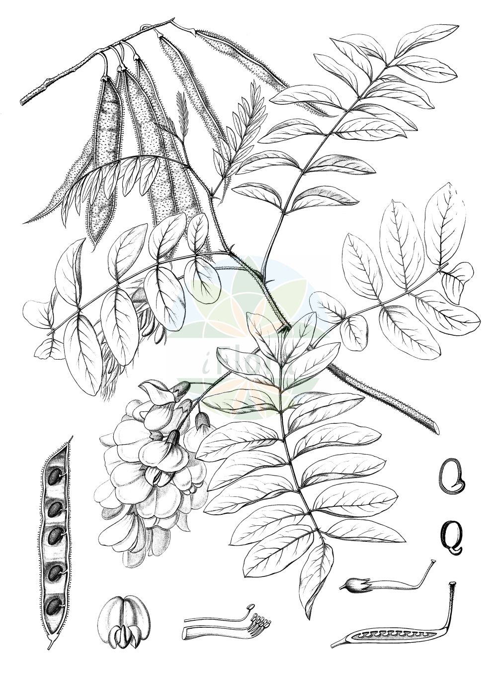 Historische Abbildung von Robinia viscosa. Das Bild zeigt Blatt, Bluete, Frucht und Same. ---- Historical Drawing of Robinia viscosa. The image is showing leaf, flower, fruit and seed.(Robinia viscosa,Robinia glutinosa,Robinia viscosa,Robinia,Robinie,Locust,Fabaceae,Schmetterlingsblütler,Pea family,Blatt,Bluete,Frucht,Same,leaf,flower,fruit,seed,Sargent (1891-1902))