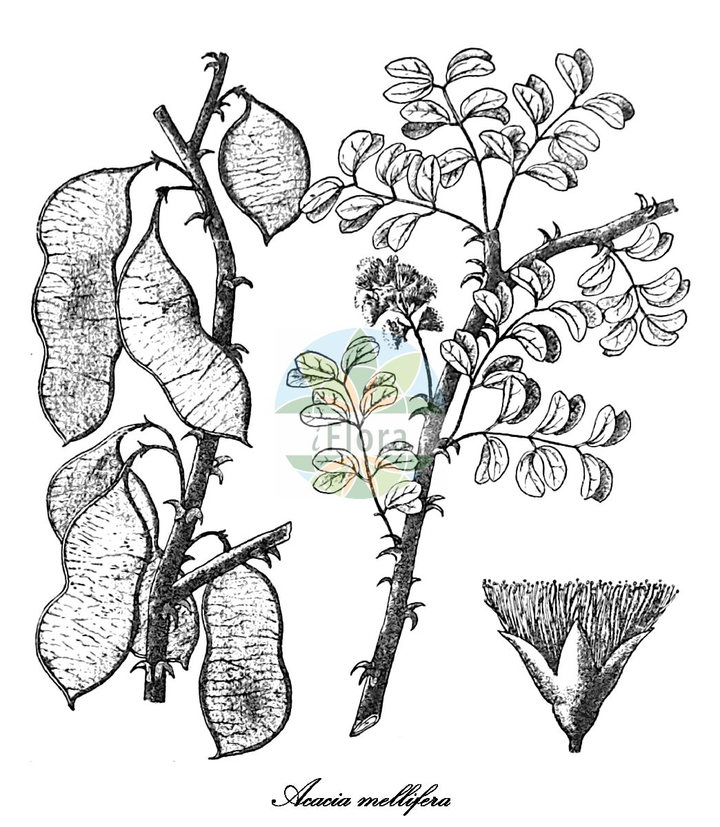 Historische Abbildung von Acacia mellifera. Das Bild zeigt Blatt, Bluete, Frucht und Same. ---- Historical Drawing of Acacia mellifera. The image is showing leaf, flower, fruit and seed.(Acacia mellifera,Mimosa mellifera,Acacia,Akazie,Fabaceae,Schmetterlingsblütengewächse,Pea family,Blatt,Bluete,Frucht,Same,leaf,flower,fruit,seed,Engler & Drude (1896-1928))