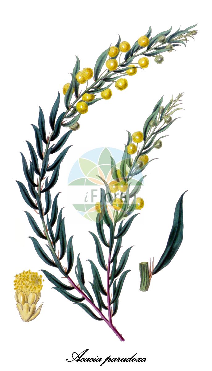 Historische Abbildung von Acacia paradoxa (Herzblättrige Mimose). Das Bild zeigt Blatt, Bluete, Frucht und Same. ---- Historical Drawing of Acacia paradoxa (Herzblättrige Mimose). The image is showing leaf, flower, fruit and seed.(Acacia paradoxa,Herzblättrige Mimose,Acacia,Akazie,Fabaceae,Schmetterlingsblütengewächse,Pea family,Blatt,Bluete,Frucht,Same,leaf,flower,fruit,seed,Curtis Botanical Magazine (1835))