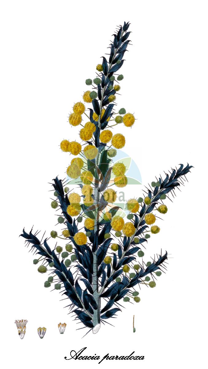 Historische Abbildung von Acacia paradoxa (Herzblättrige Mimose). Das Bild zeigt Blatt, Bluete, Frucht und Same. ---- Historical Drawing of Acacia paradoxa (Herzblättrige Mimose). The image is showing leaf, flower, fruit and seed.(Acacia paradoxa,Herzblättrige Mimose,Acacia,Akazie,Fabaceae,Schmetterlingsblütengewächse,Pea family,Blatt,Bluete,Frucht,Same,leaf,flower,fruit,seed,Sweet (1827-1828))