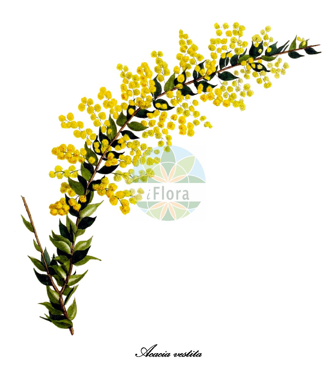 Historische Abbildung von Acacia vestita. Das Bild zeigt Blatt, Bluete, Frucht und Same. ---- Historical Drawing of Acacia vestita. The image is showing leaf, flower, fruit and seed.(Acacia vestita,Acacia,Akazie,Fabaceae,Schmetterlingsblütengewächse,Pea family,Blatt,Bluete,Frucht,Same,leaf,flower,fruit,seed,Herbier général de l’amateur (1839-1850))